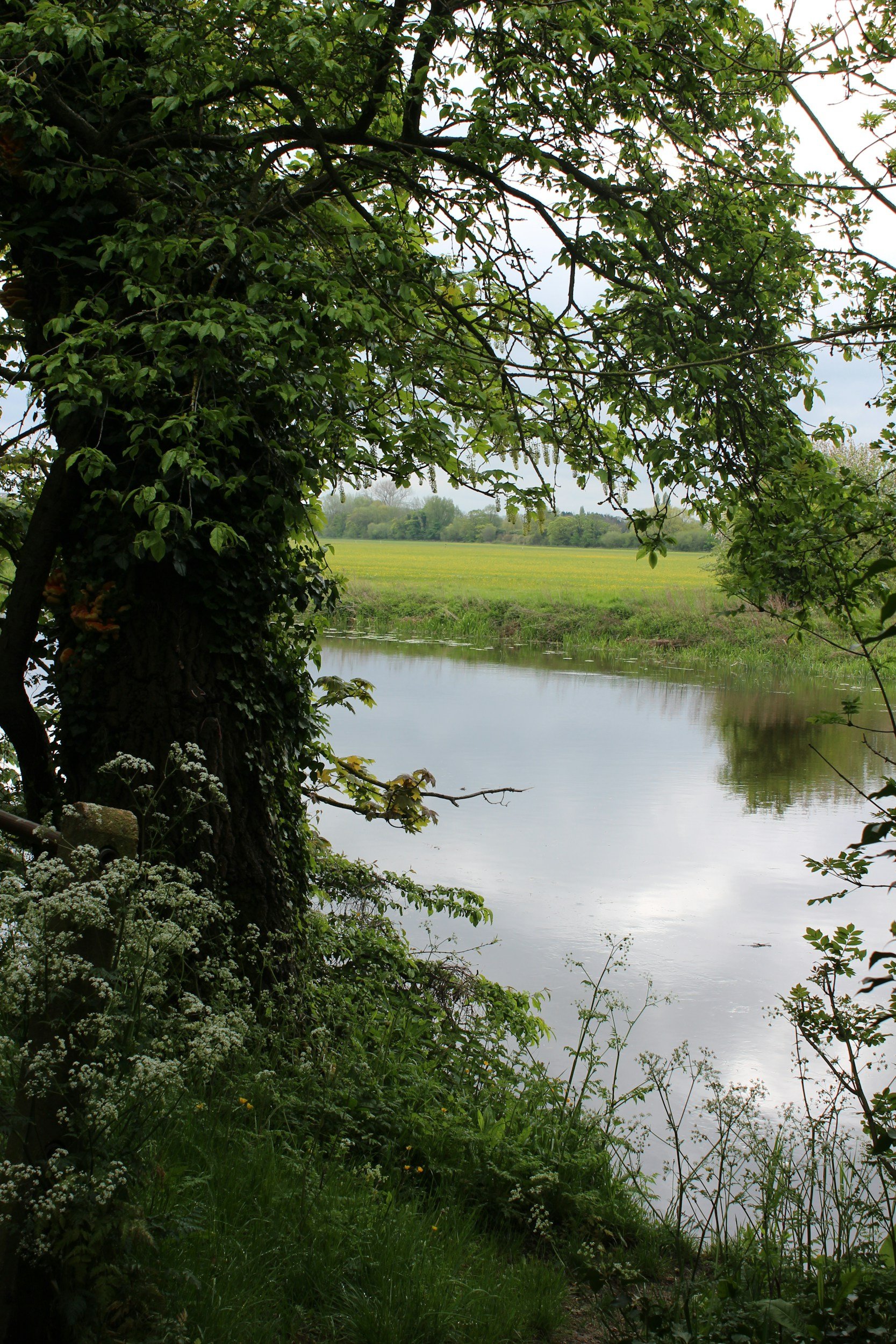 Countryside fields with a river flowing and over hanging trees