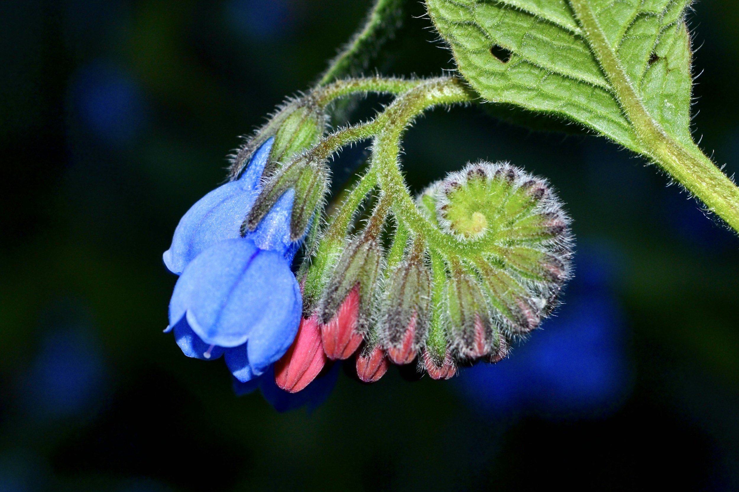 Close-up of a blooming blue flower with a curled pink bud and a spiraled green leaf, all covered in tiny white hairs.