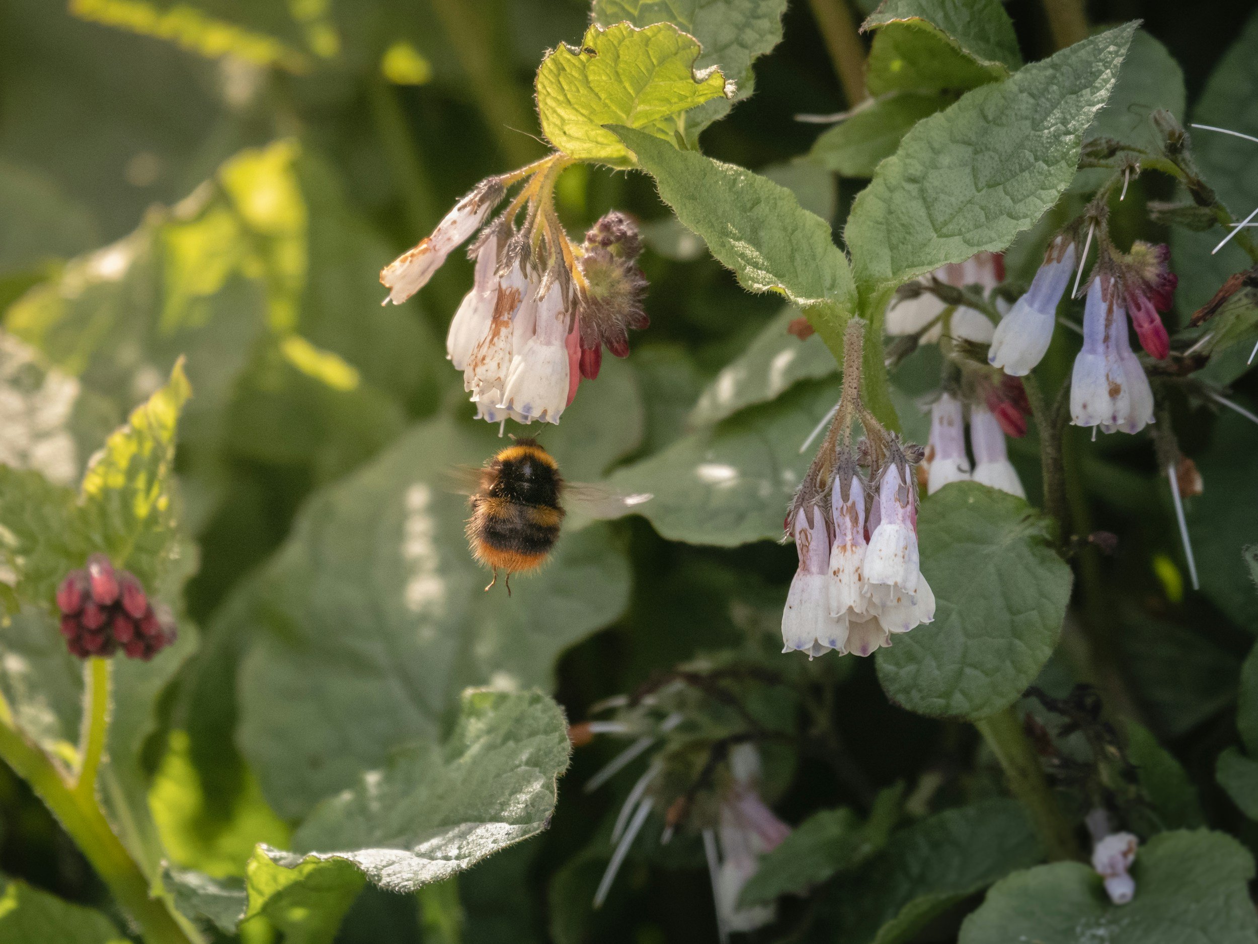 A bumblebee flying near purple and white flowering plant with green leaves.