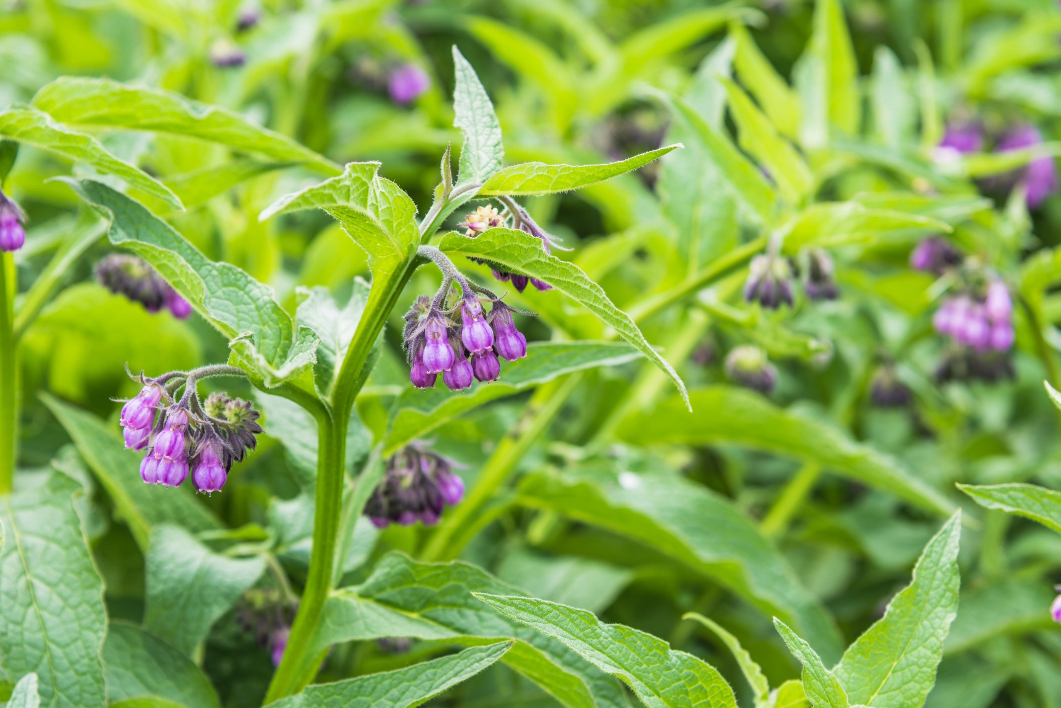 Close-up of green potato plant leaves with purple, bell-shaped flowers.