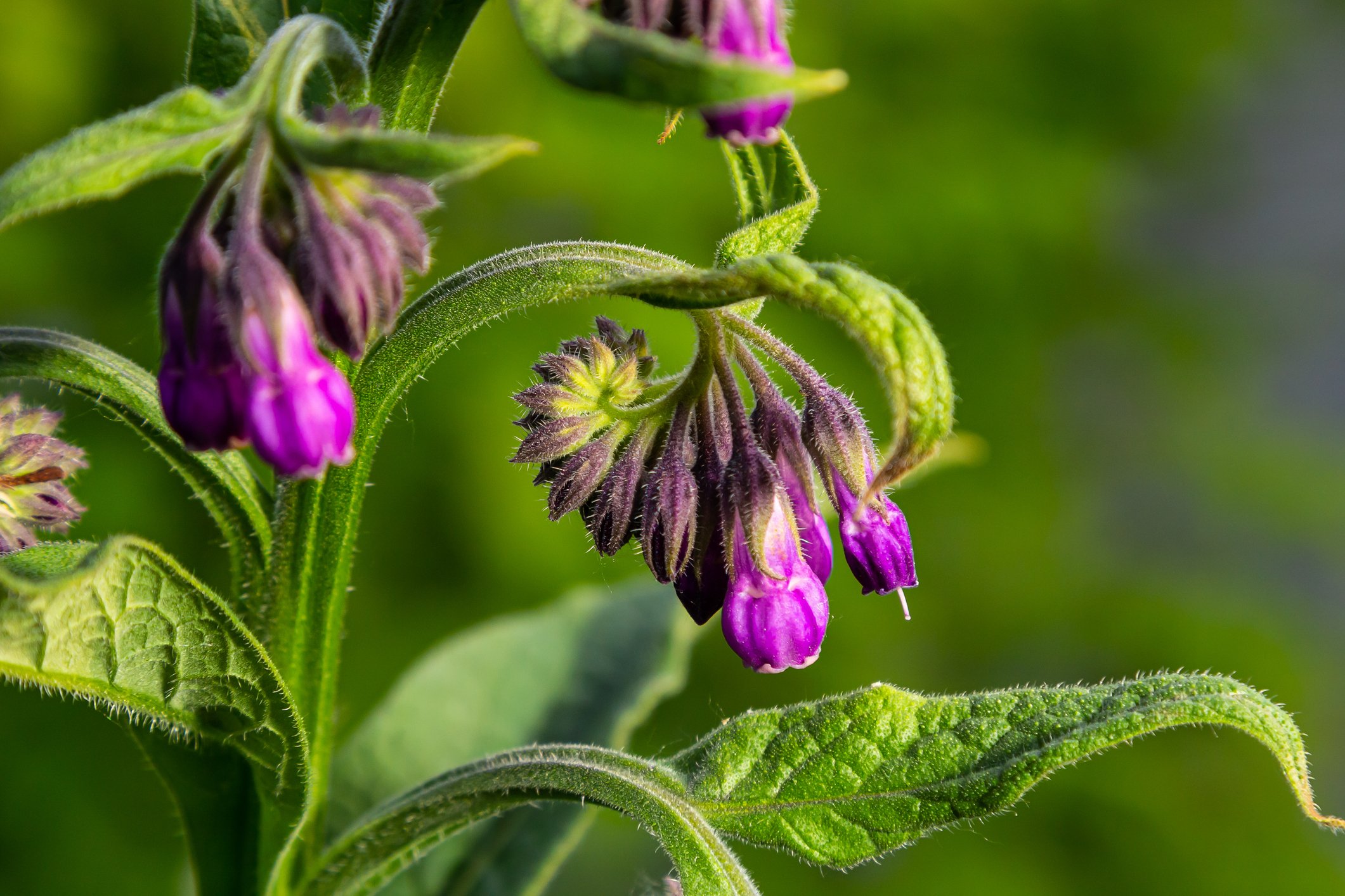 Close-up of purple flowers with green leaves and fuzzy stems.