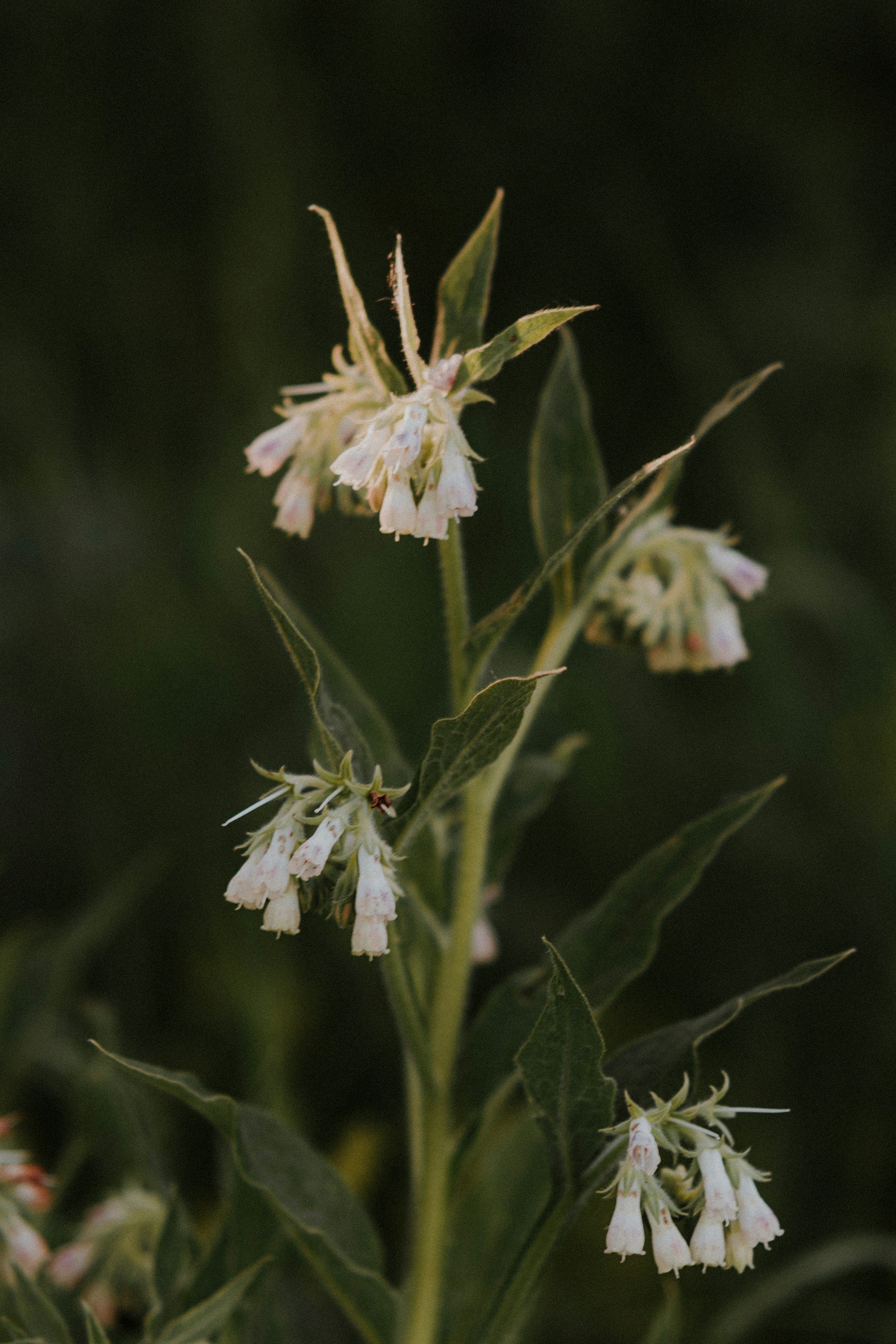 Close-up of a flowering plant with small, clustered white flowers and elongated green leaves.