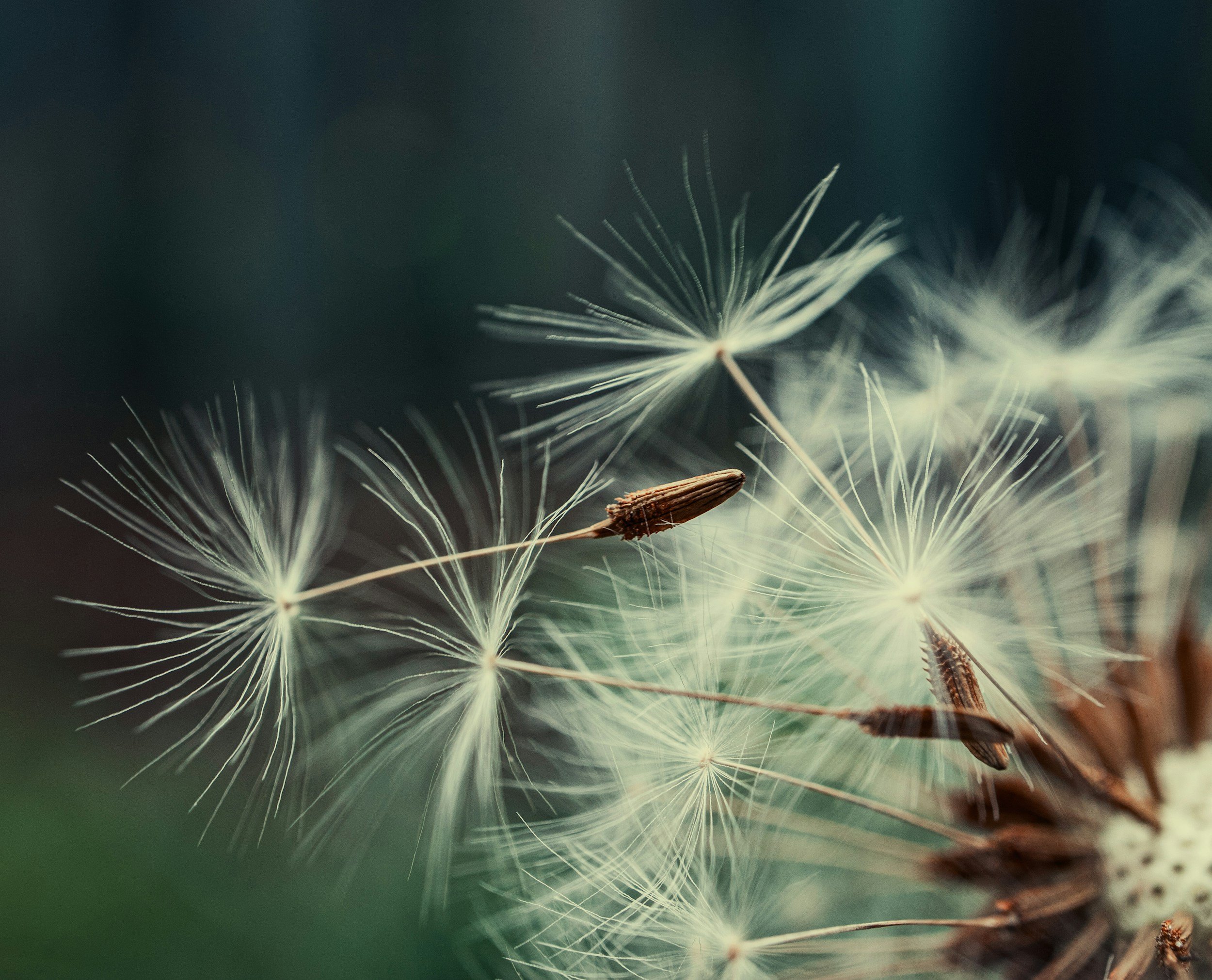 Close-up photo of dandelion seeds being blown away, with a few seeds still attached to the brown seed head.