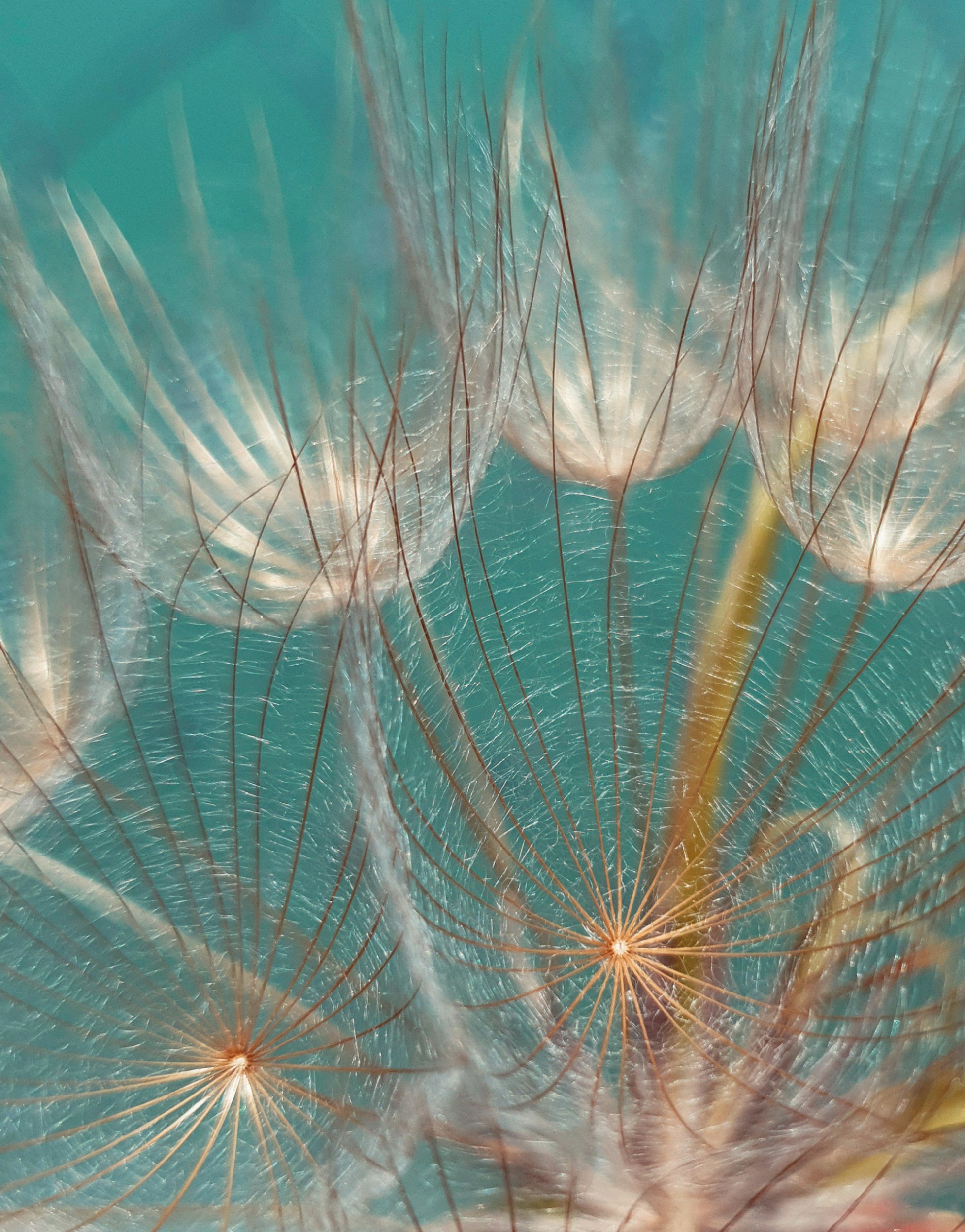 Close-up of dandelion seeds with delicate, feathery structures and thin, brown filaments against a teal background.