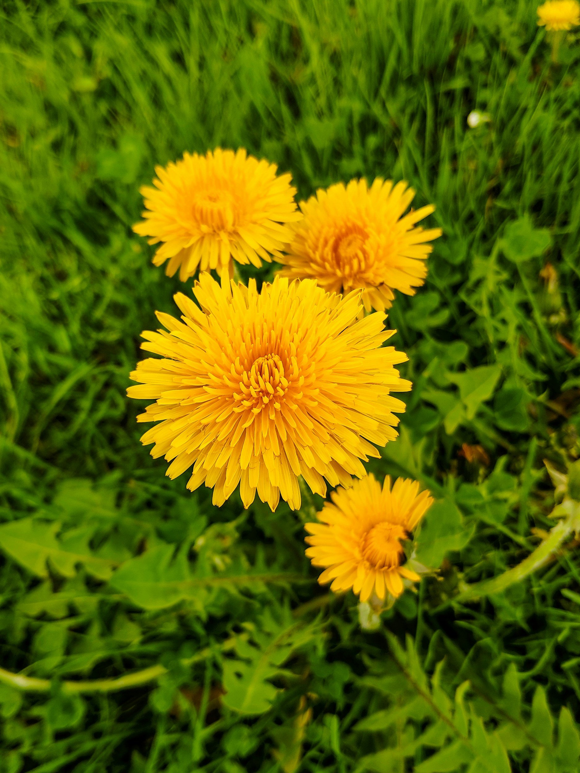 Cluster of bright yellow dandelion flowers among green grass.