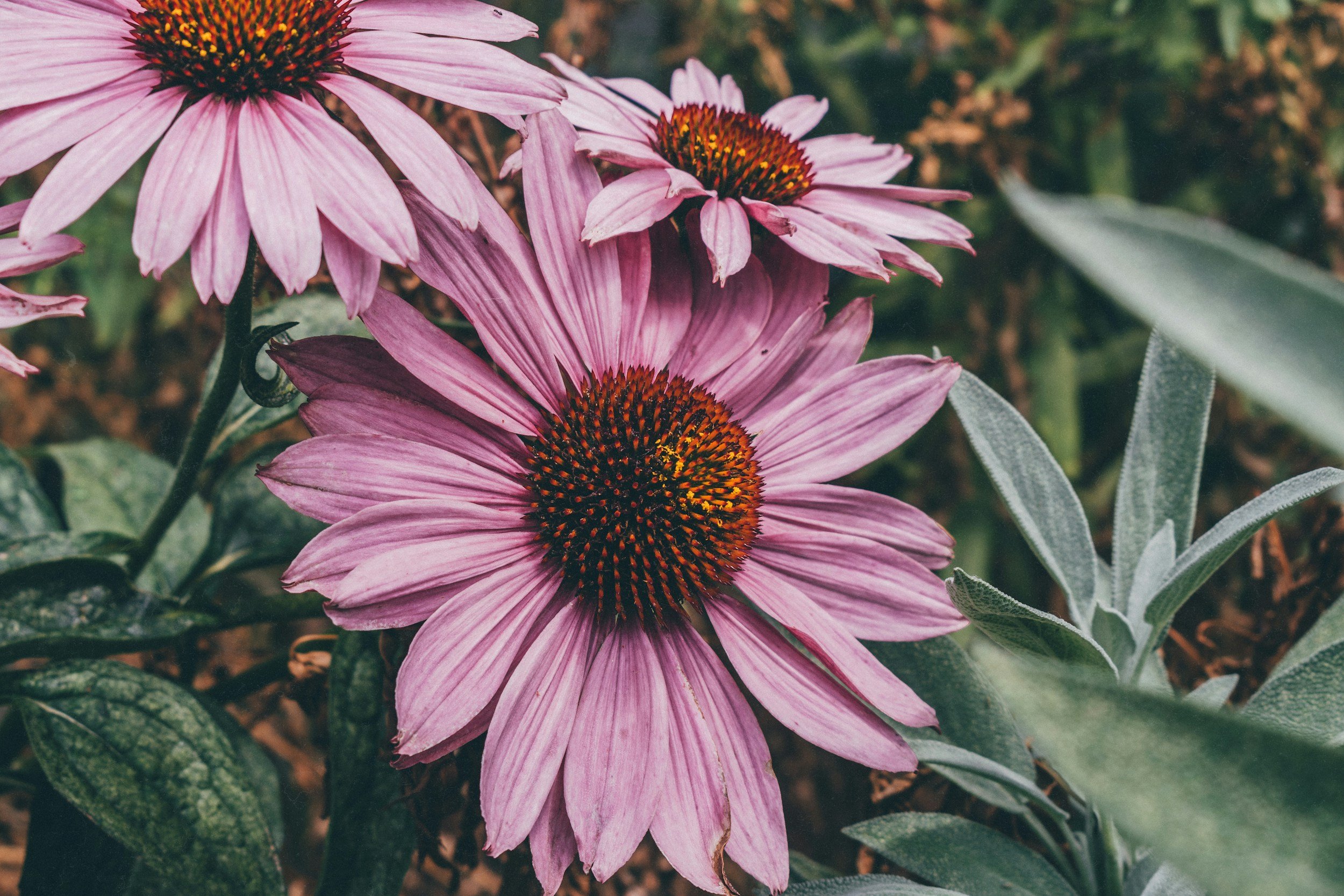 Close-up of three pink coneflowers with orange centers among green leaves.
