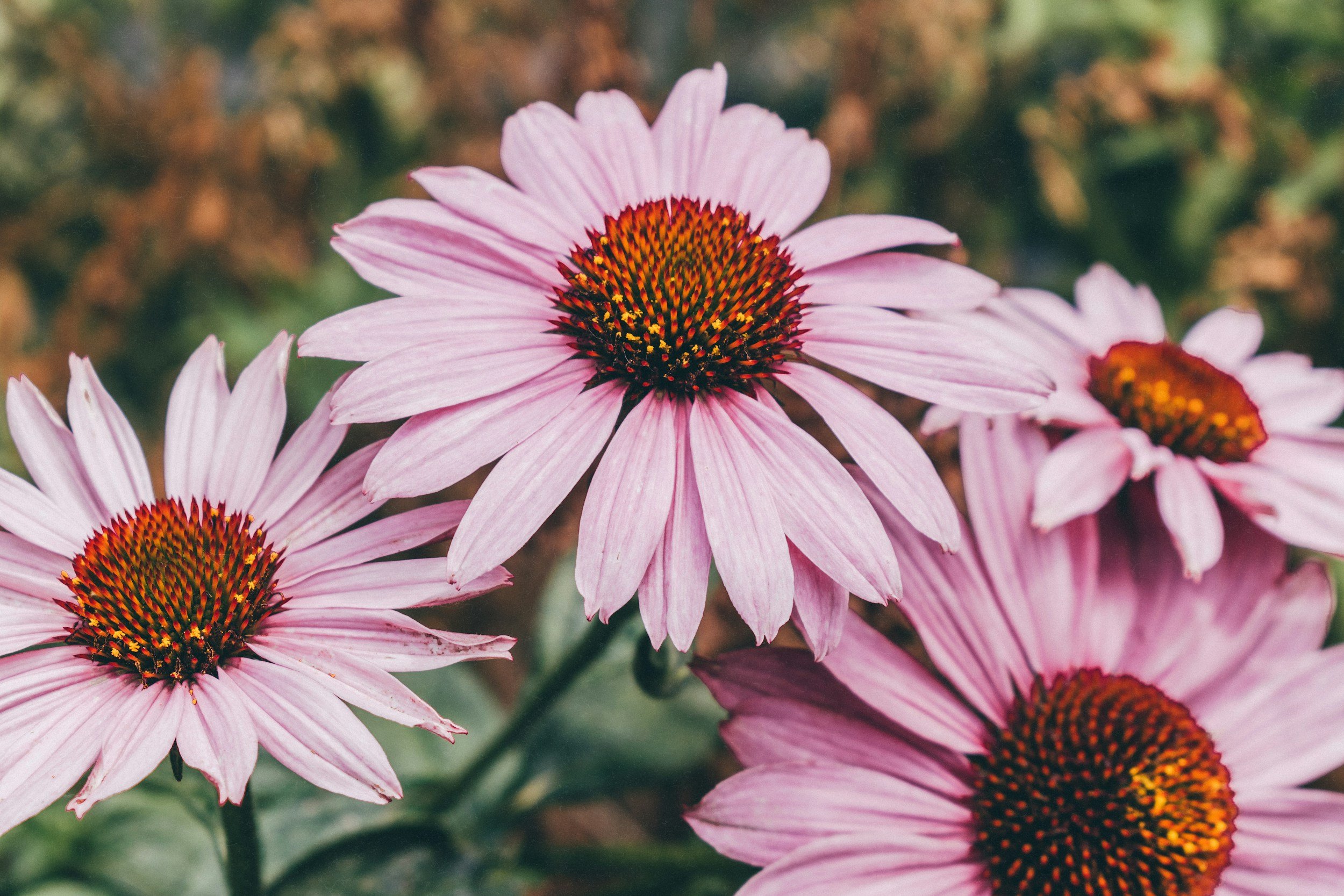 Close-up of pink coneflowers with orange and brown centers and green background.