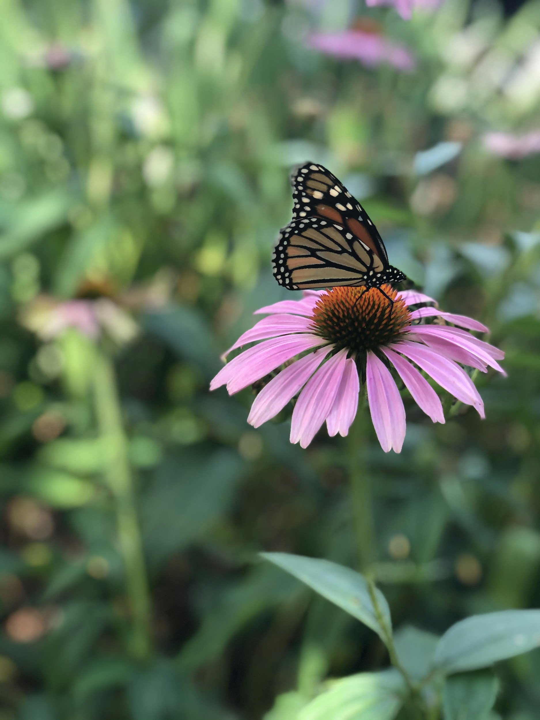 Close-up of a black and orange butterfly resting on a pink coneflower in a garden.