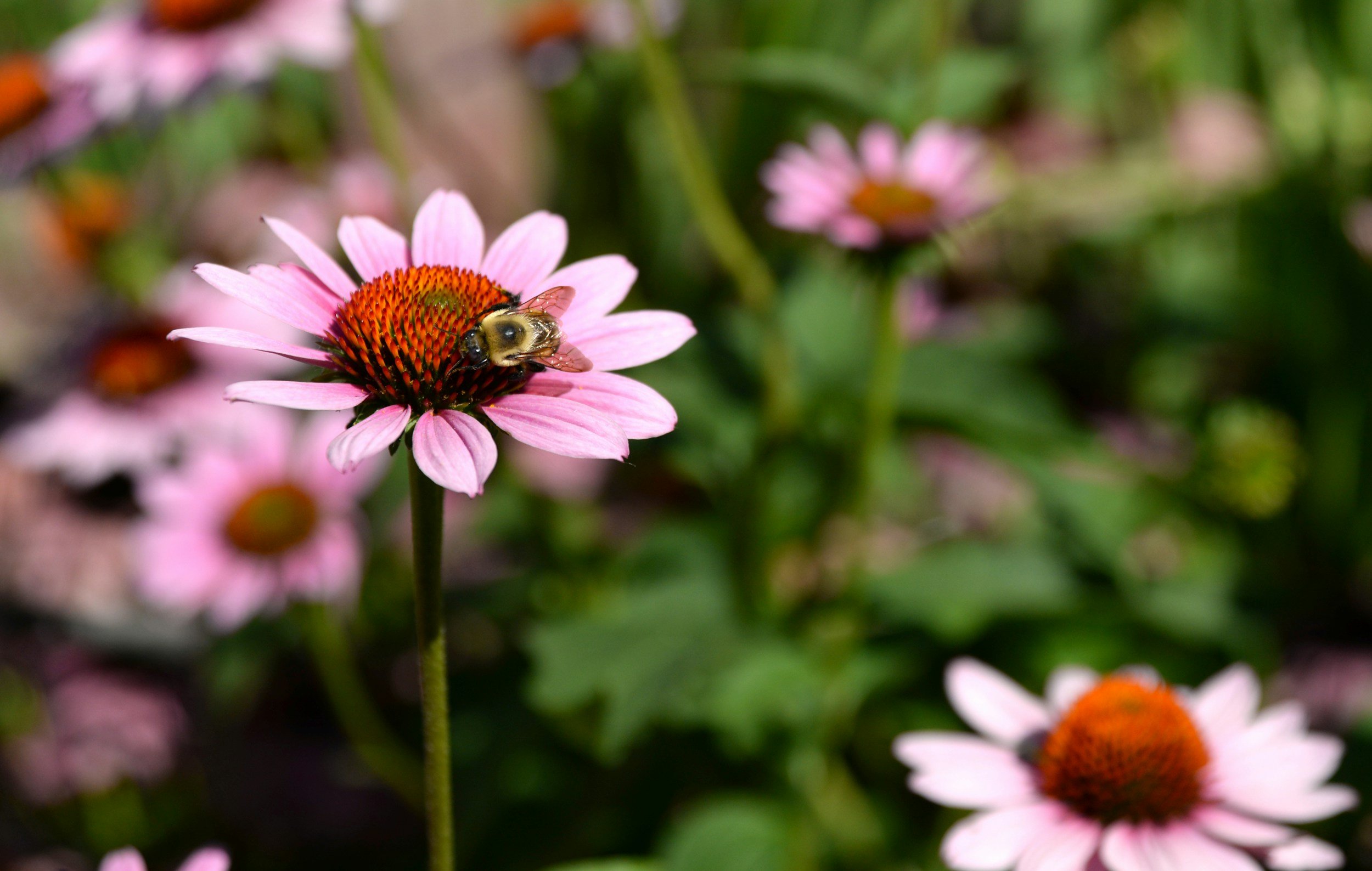 A bee sitting on a pink coneflower with a blurred background of other pink coneflowers and green foliage.