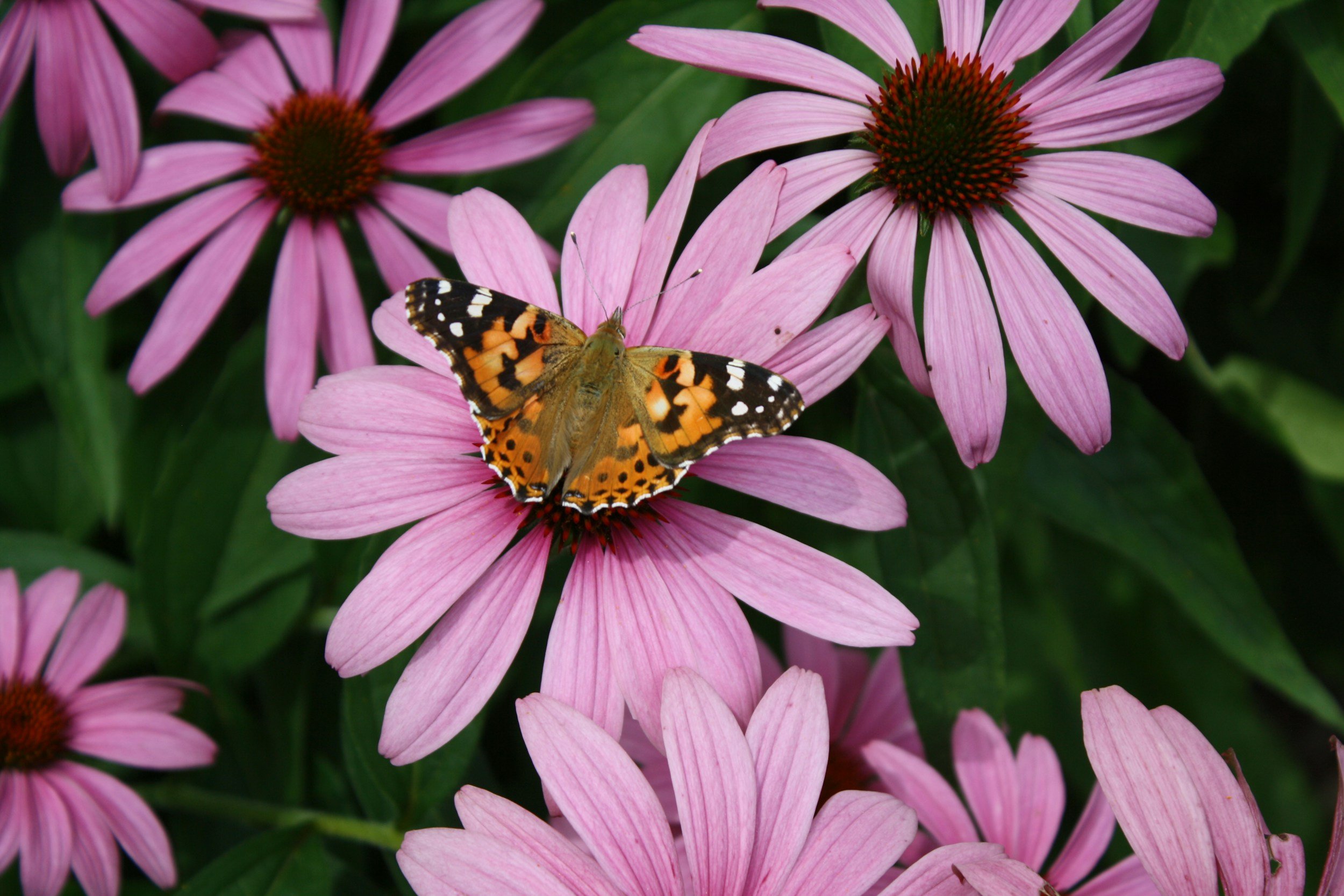 A butterfly with orange, black, and white wings perched on a pink coneflower surrounded by similar flowers and green foliage.