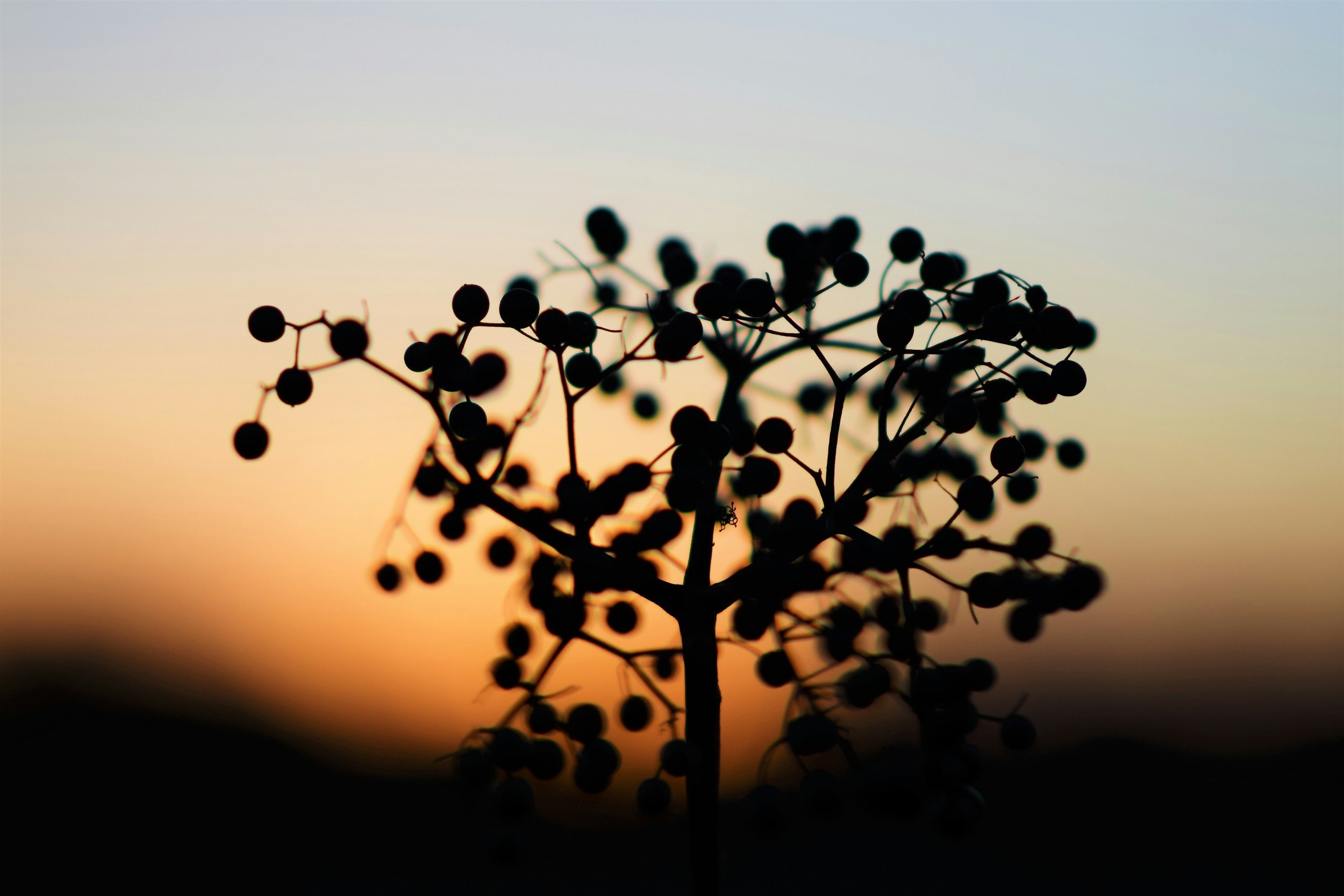 Silhouette of a plant with small round berries against a colorful sunset sky.