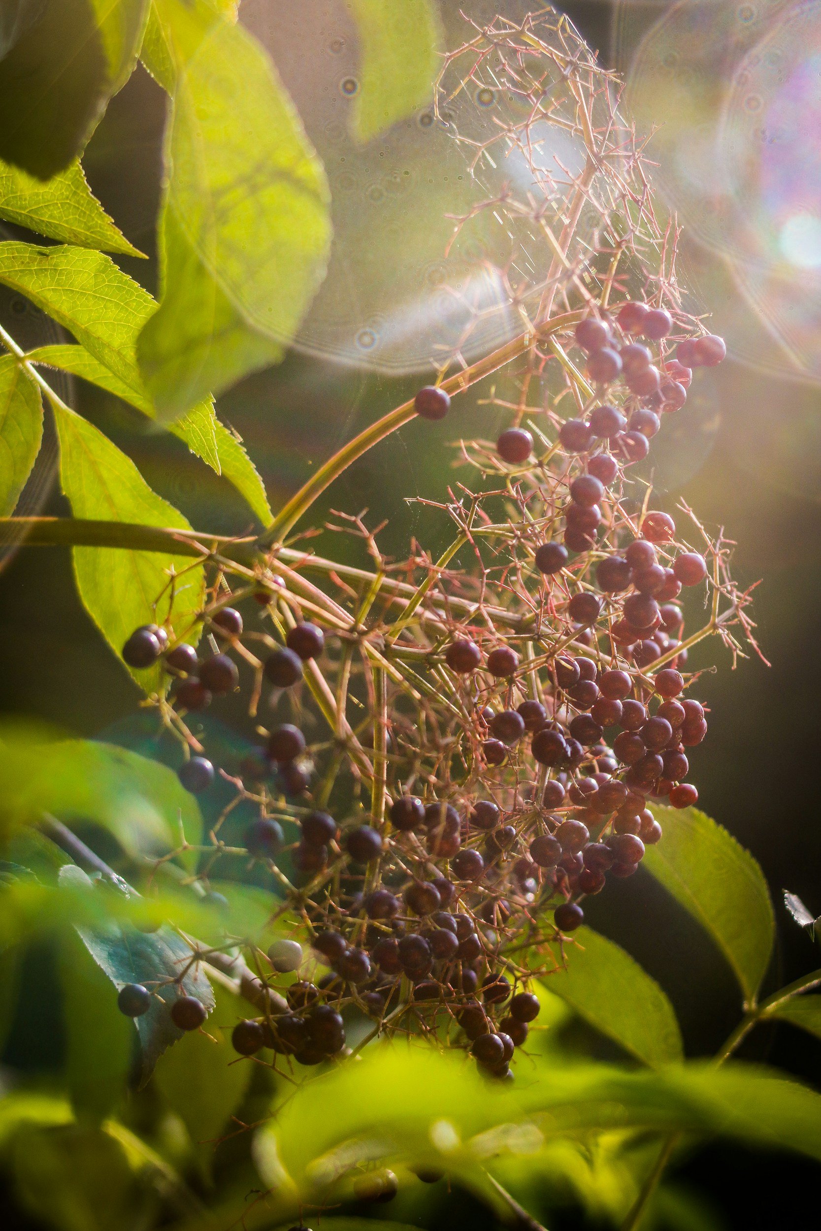 Close-up of a cluster of purple berries on a vine with green leaves and sunlight filtering through.