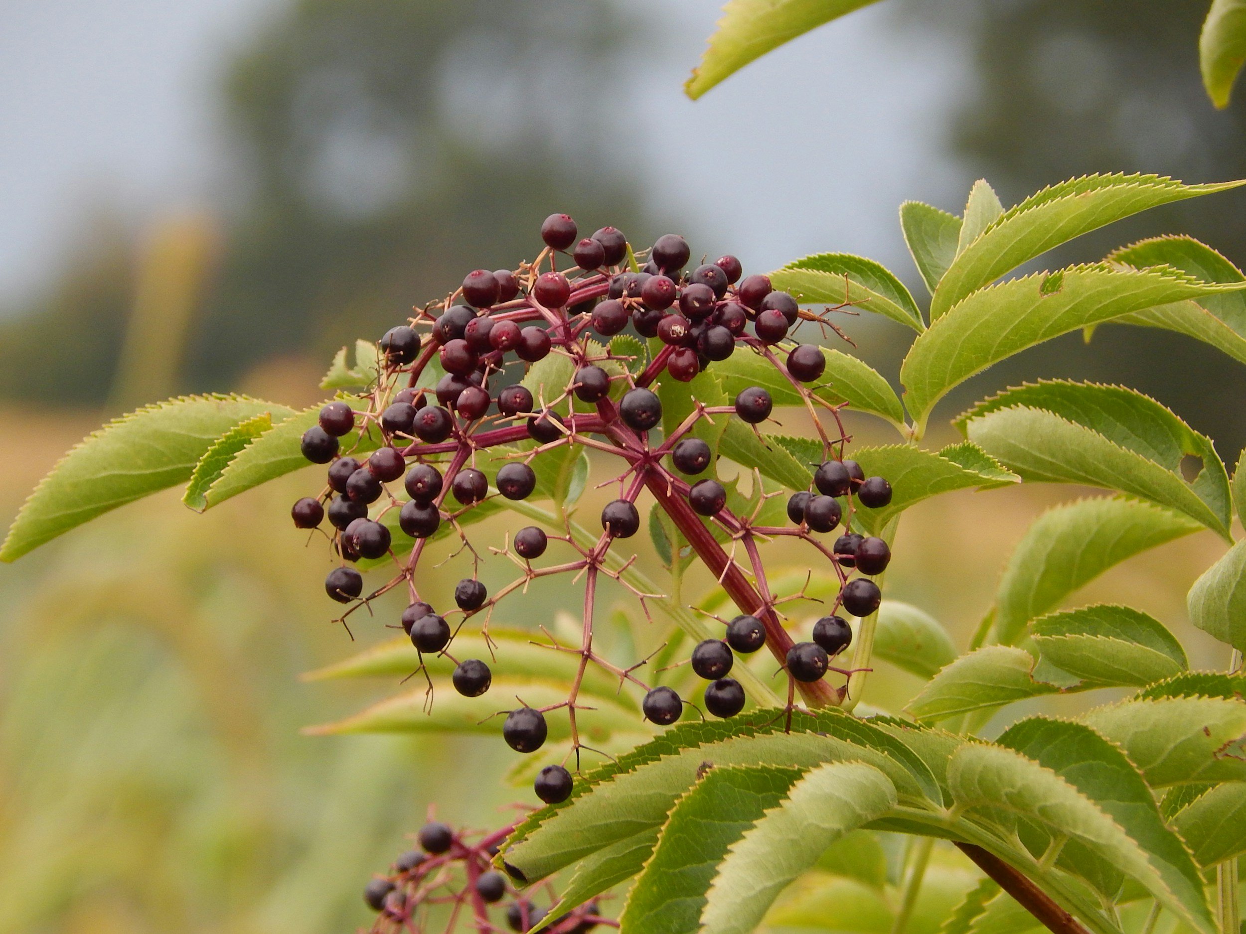 A cluster of dark purple berries on a plant with green, serrated leaves against a soft-focus outdoor background.