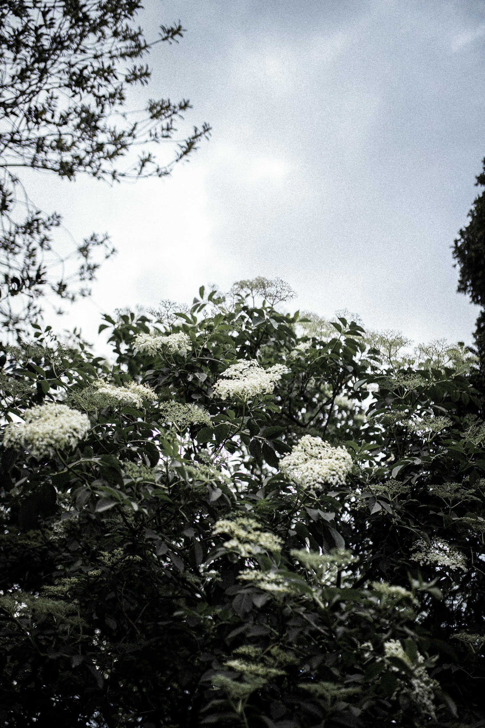 A tree with white flowering clusters against a gray sky, with other foliage around.