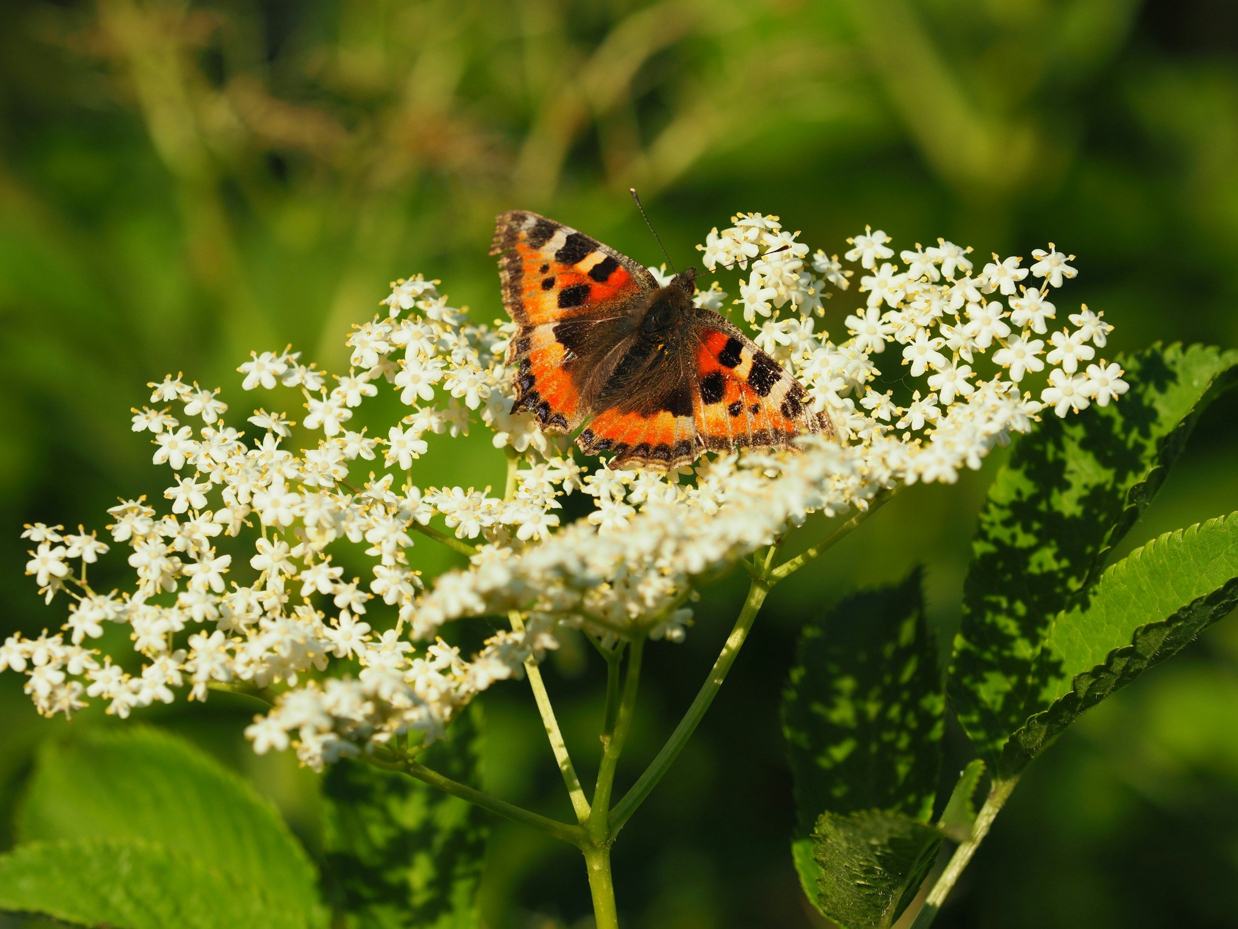 A butterfly with orange, black, and white patterned wings resting on small white flowers surrounded by green leaves.
