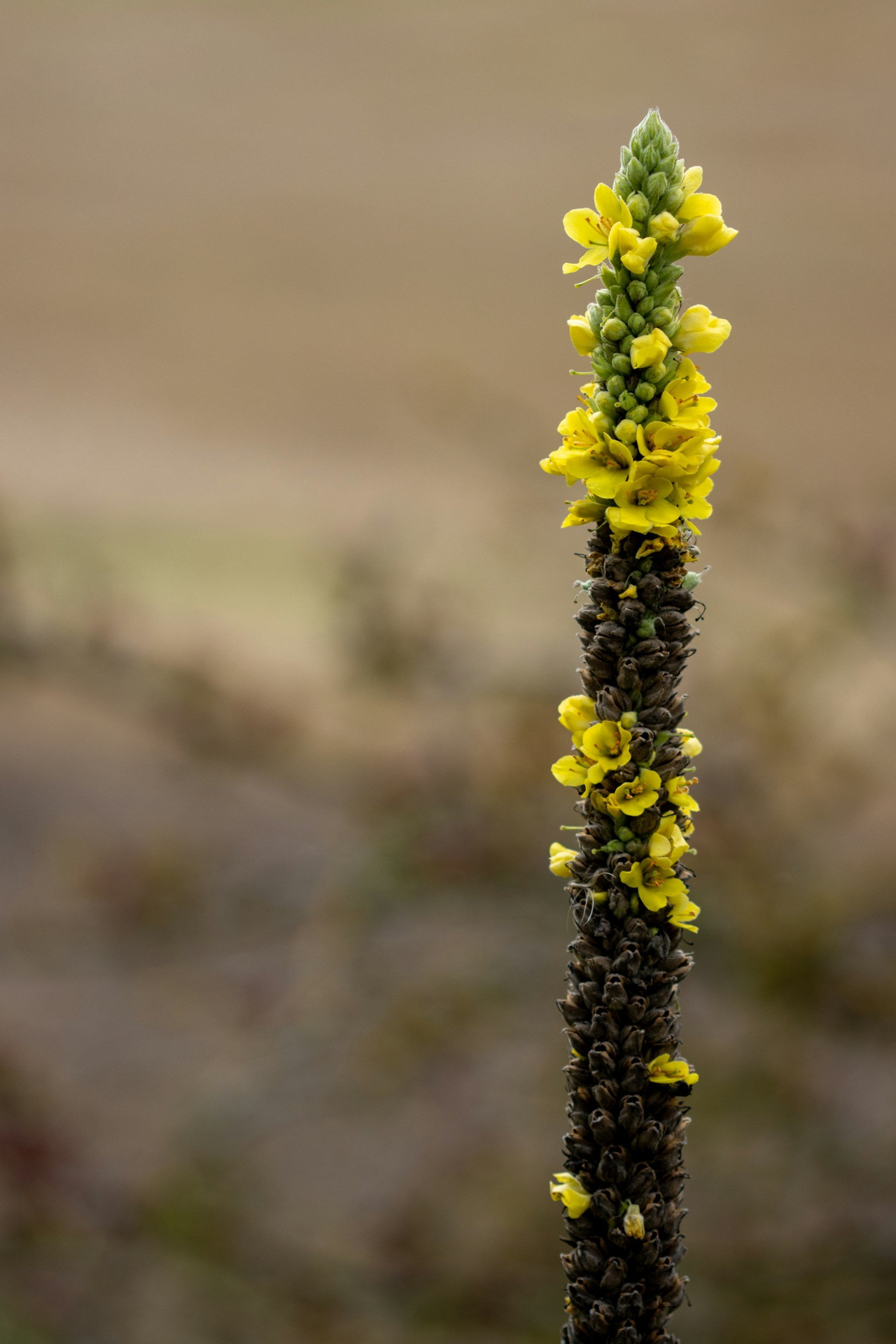A tall, narrow flower spike with small yellow flowers blooming at the top and darker, almost black flowers lower down, against a blurred background.