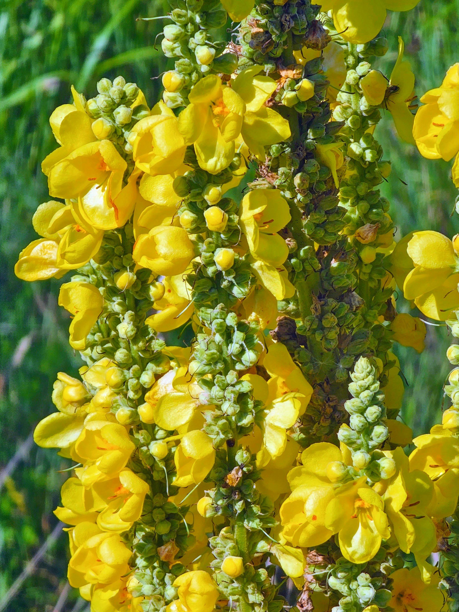 Close-up of yellow flowering plant with clusters of small yellow flowers and buds.