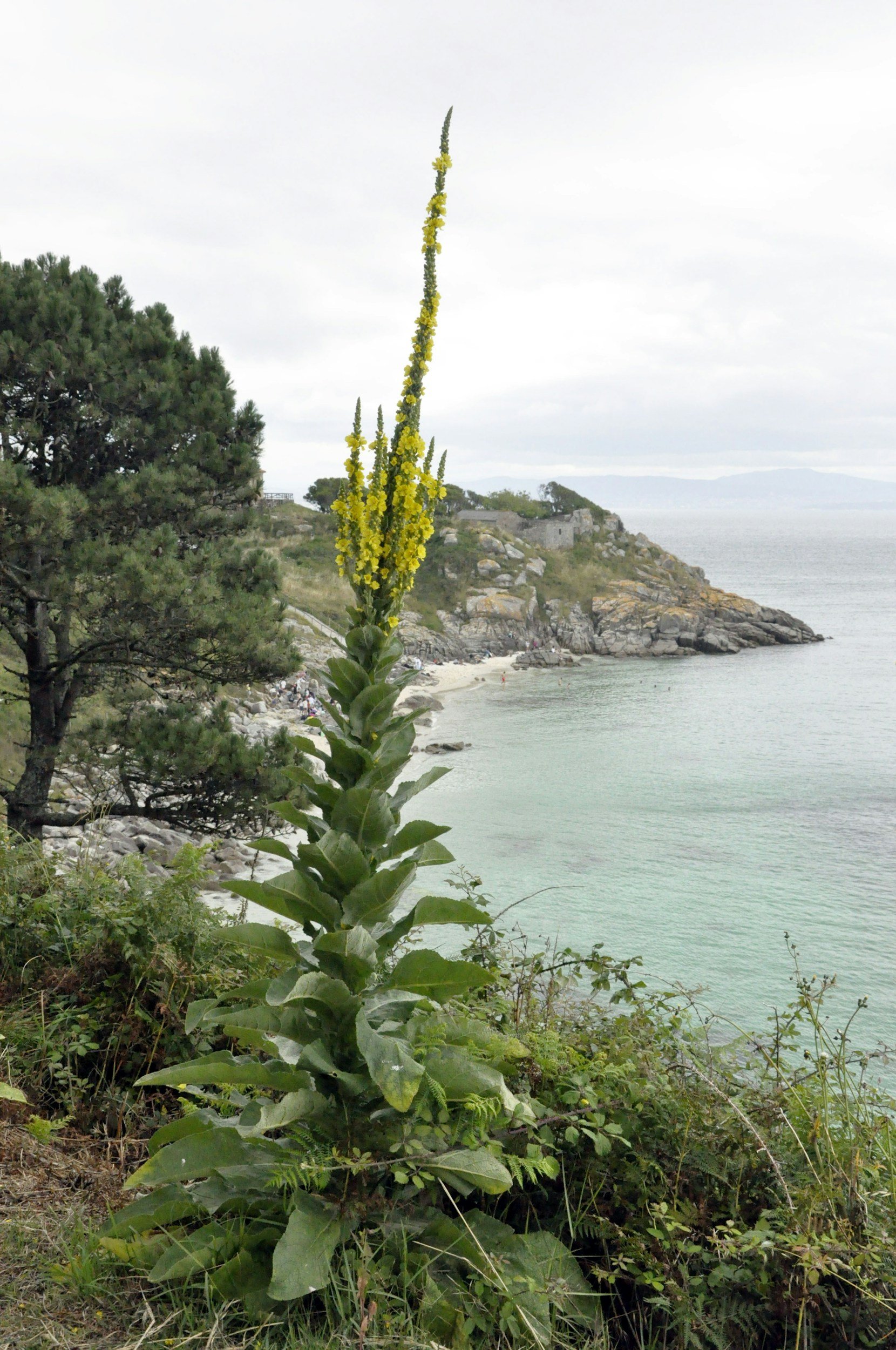 A tall yellow flowering plant on a grassy hill overlooking a rocky coastline with trees and water