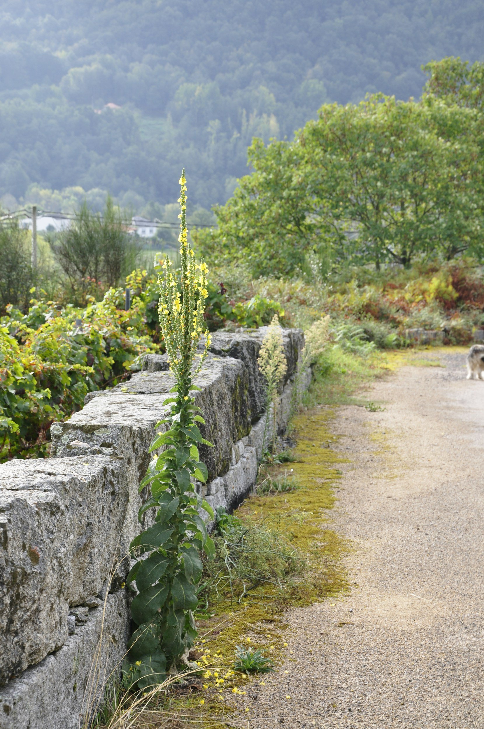 A tall green plant with yellow flowers growing next to an old stone wall in a rural garden, with trees and mountains in the background.