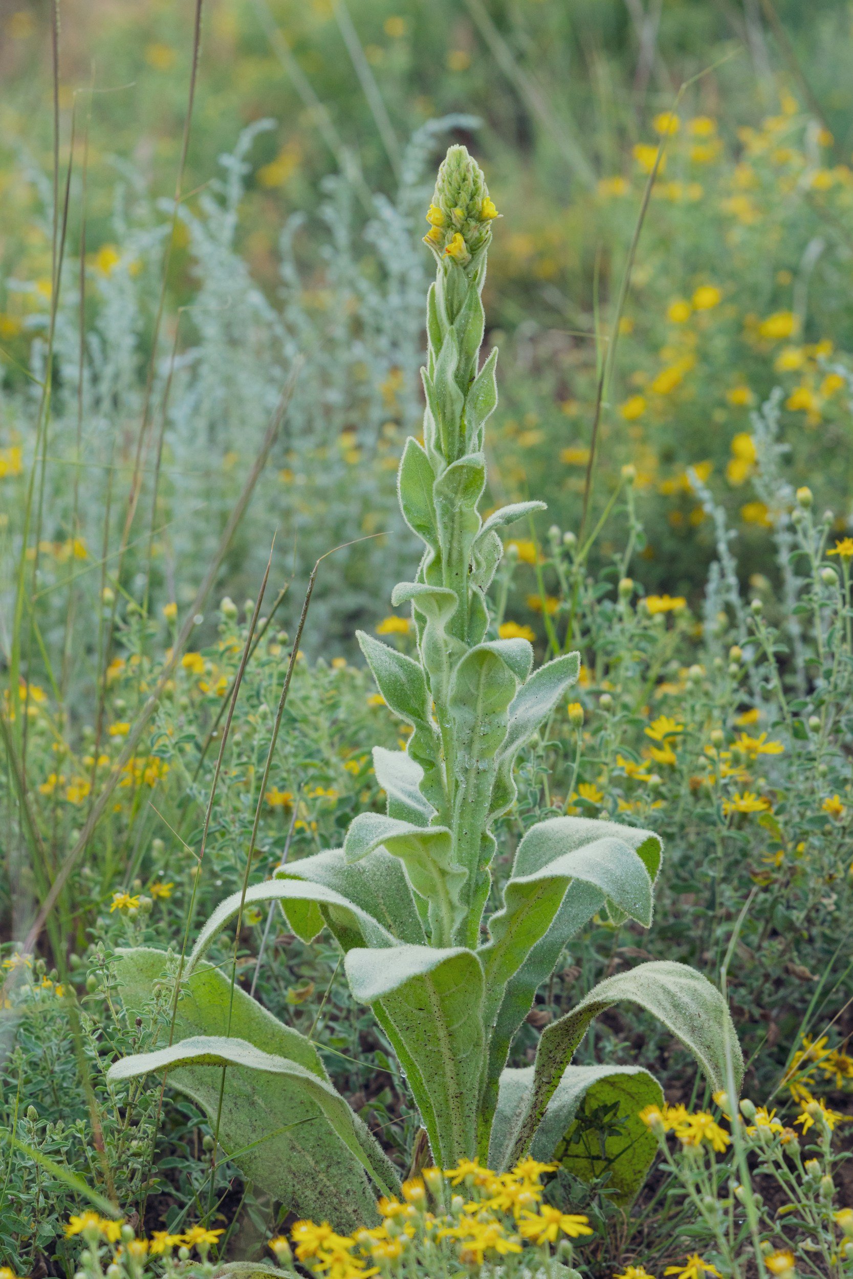 Close-up of a tall, green plant with fuzzy leaves and small yellow flowers at the top, surrounded by yellow wildflowers and green foliage in a natural setting.