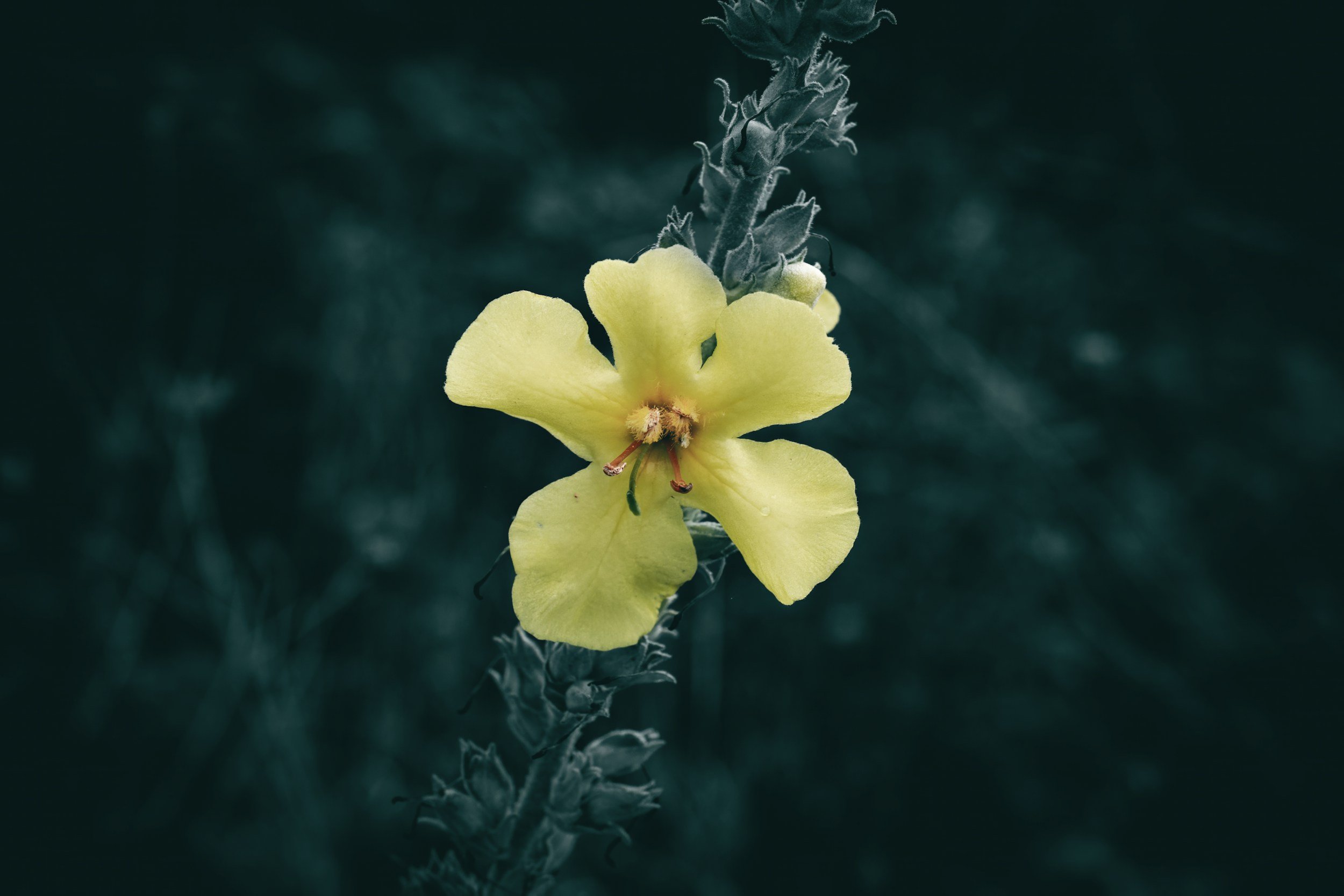 Yellow flower blooming on a tall stem with dark green foliage in the background.