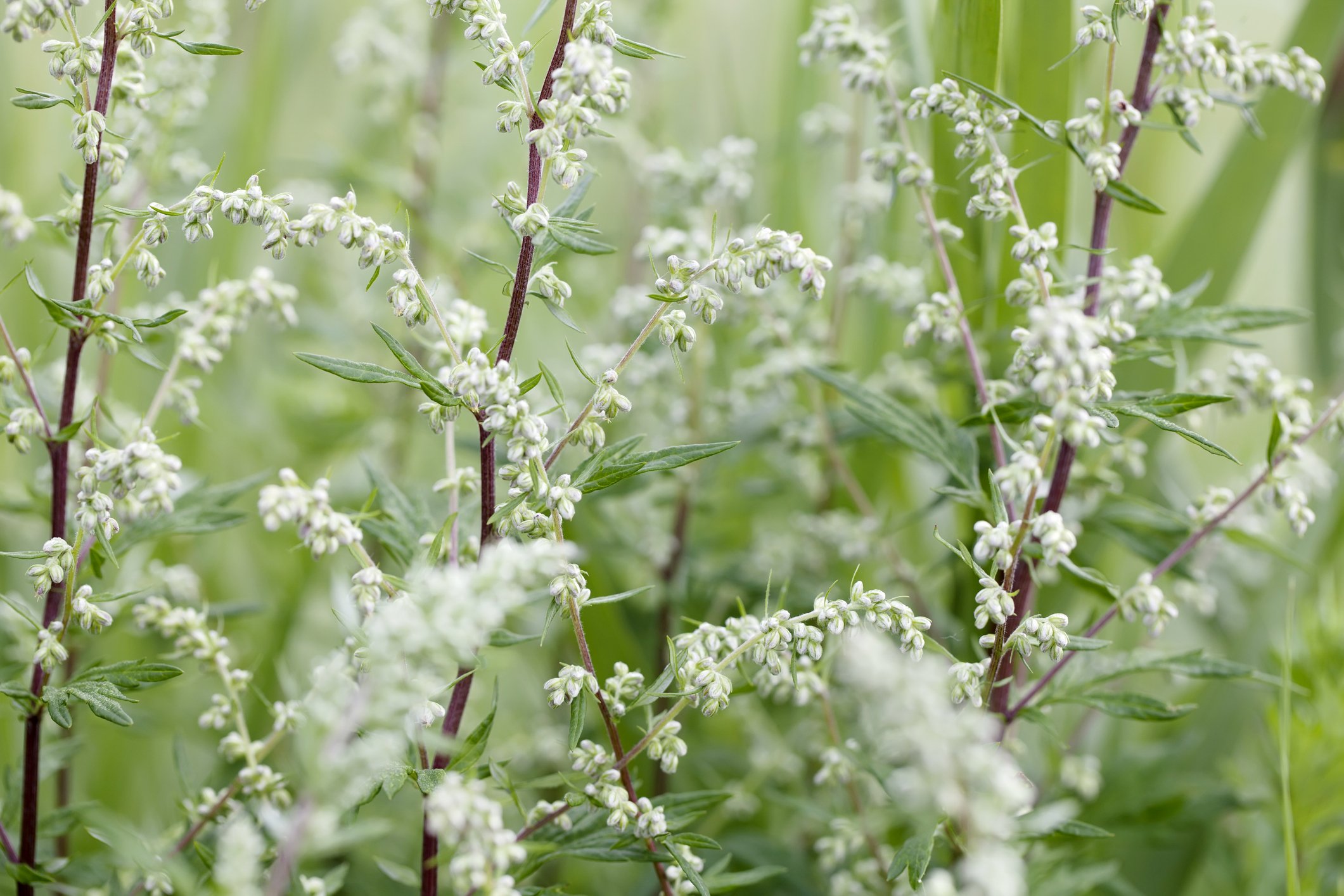 Close-up of green plants with small white flowers and elongated leaves in a natural setting.