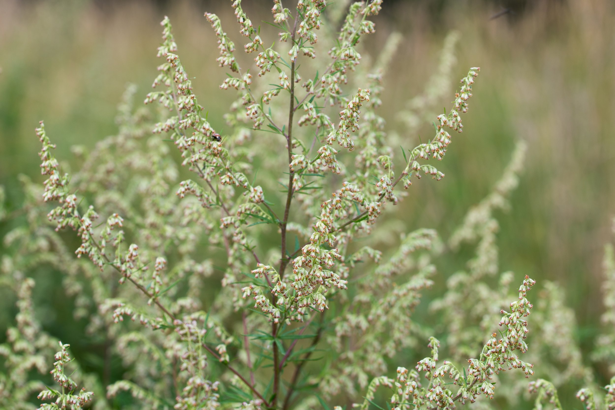 Close-up of blooming plant with multiple thin, branched stems covered in small, white and pink flowers