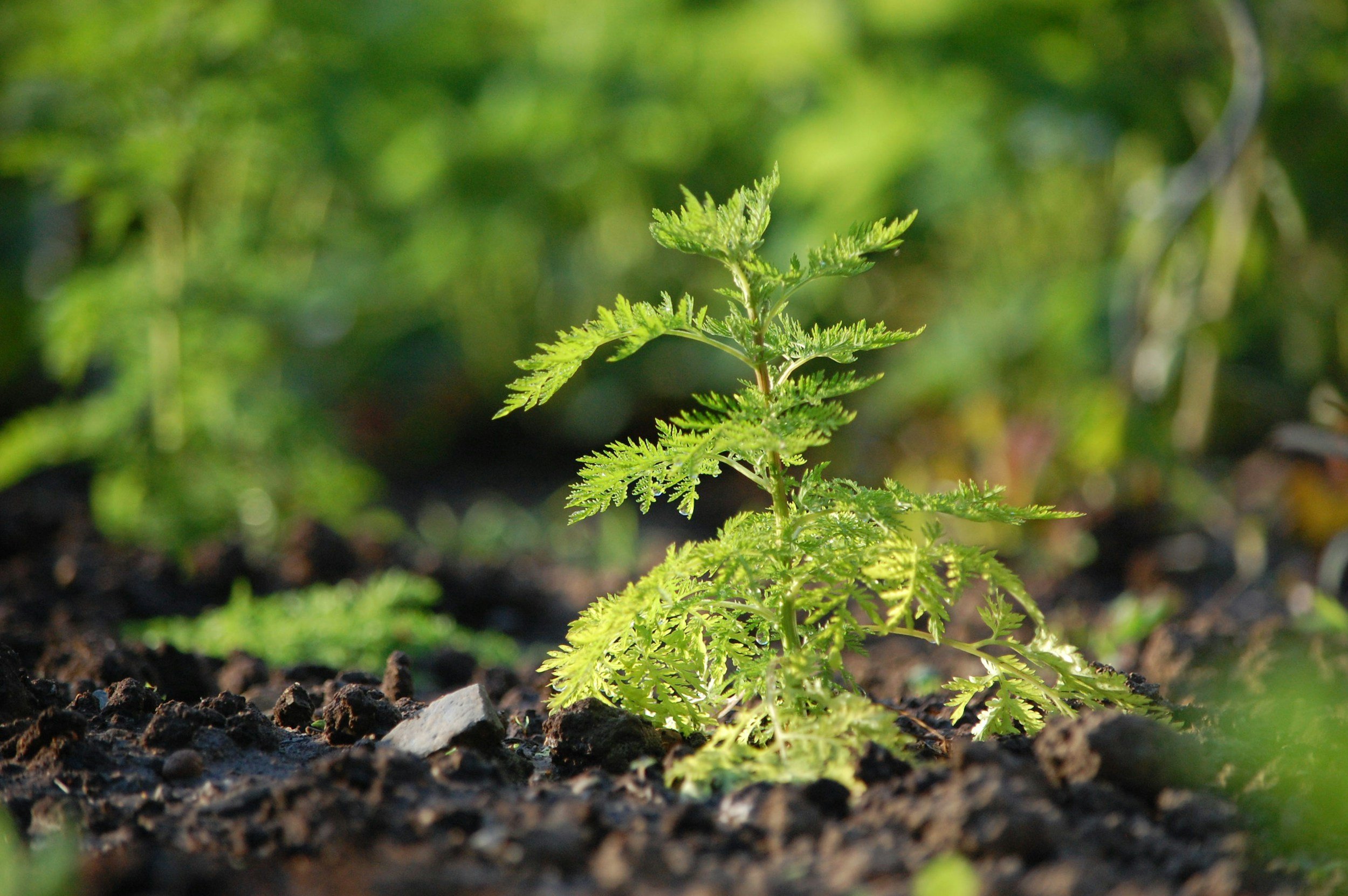 A small green fern growing in dark soil with blurred green foliage in the background.