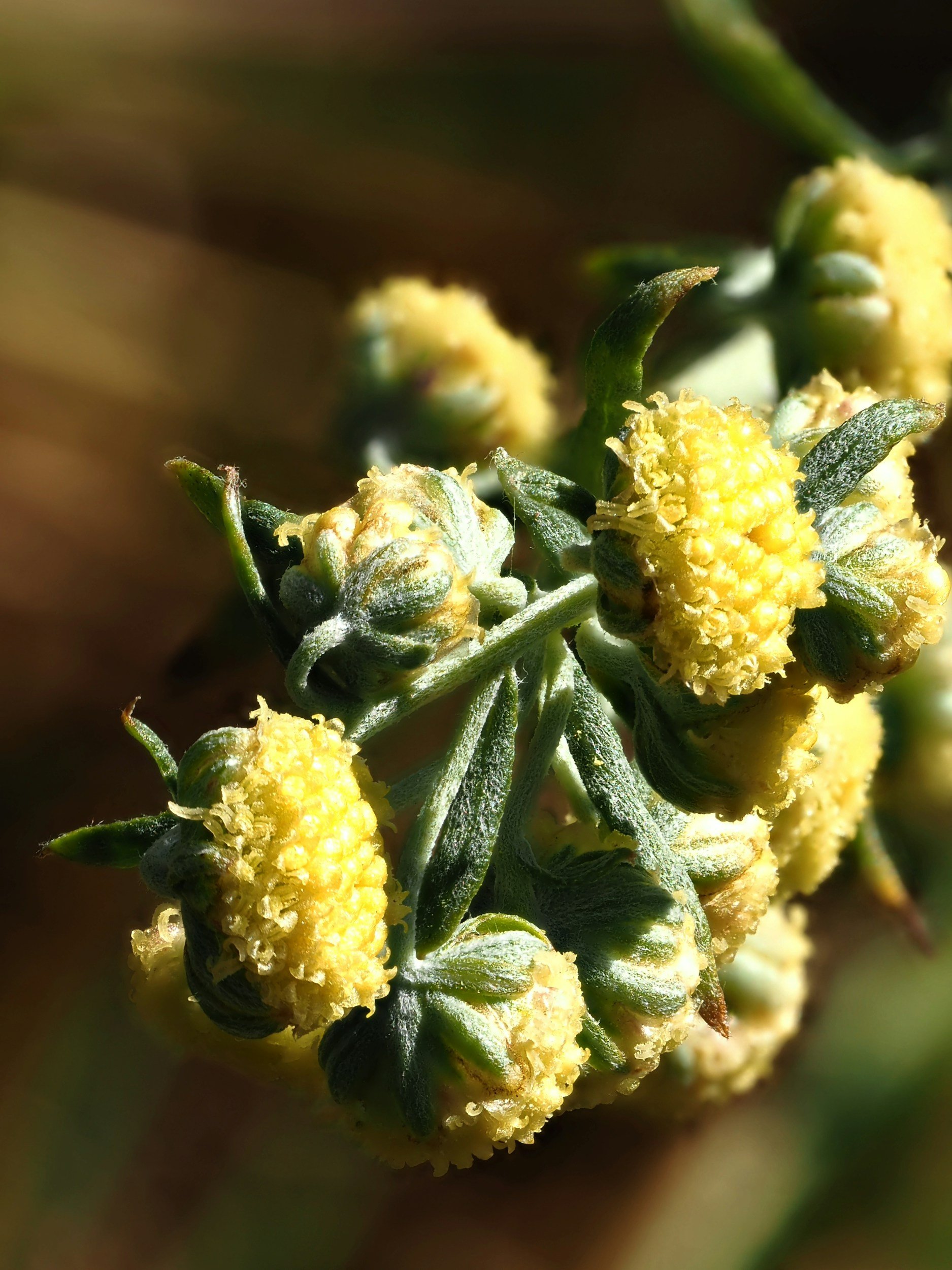 Close-up of yellow, cone-shaped flower buds with green leaves