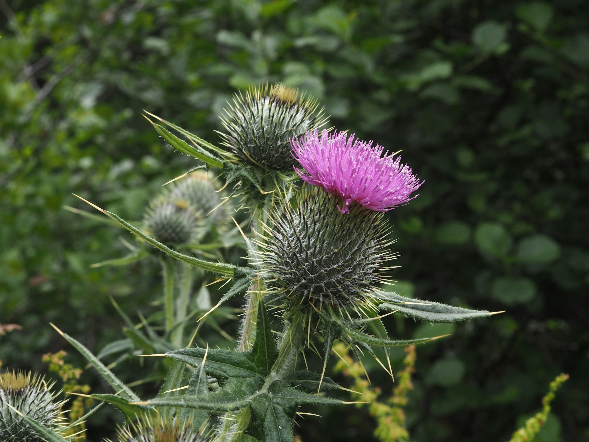 Purple thistle flower blooming among spiky green buds and leaves.