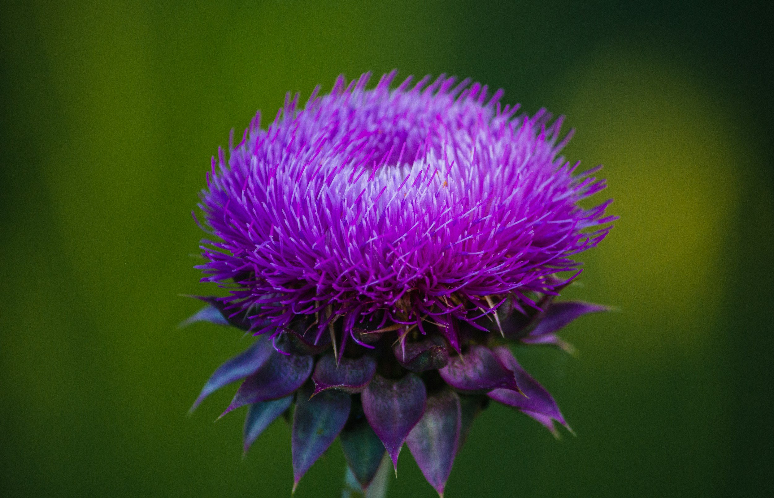 Close-up of a purple thistle flower with spiky petals against a blurred green background.