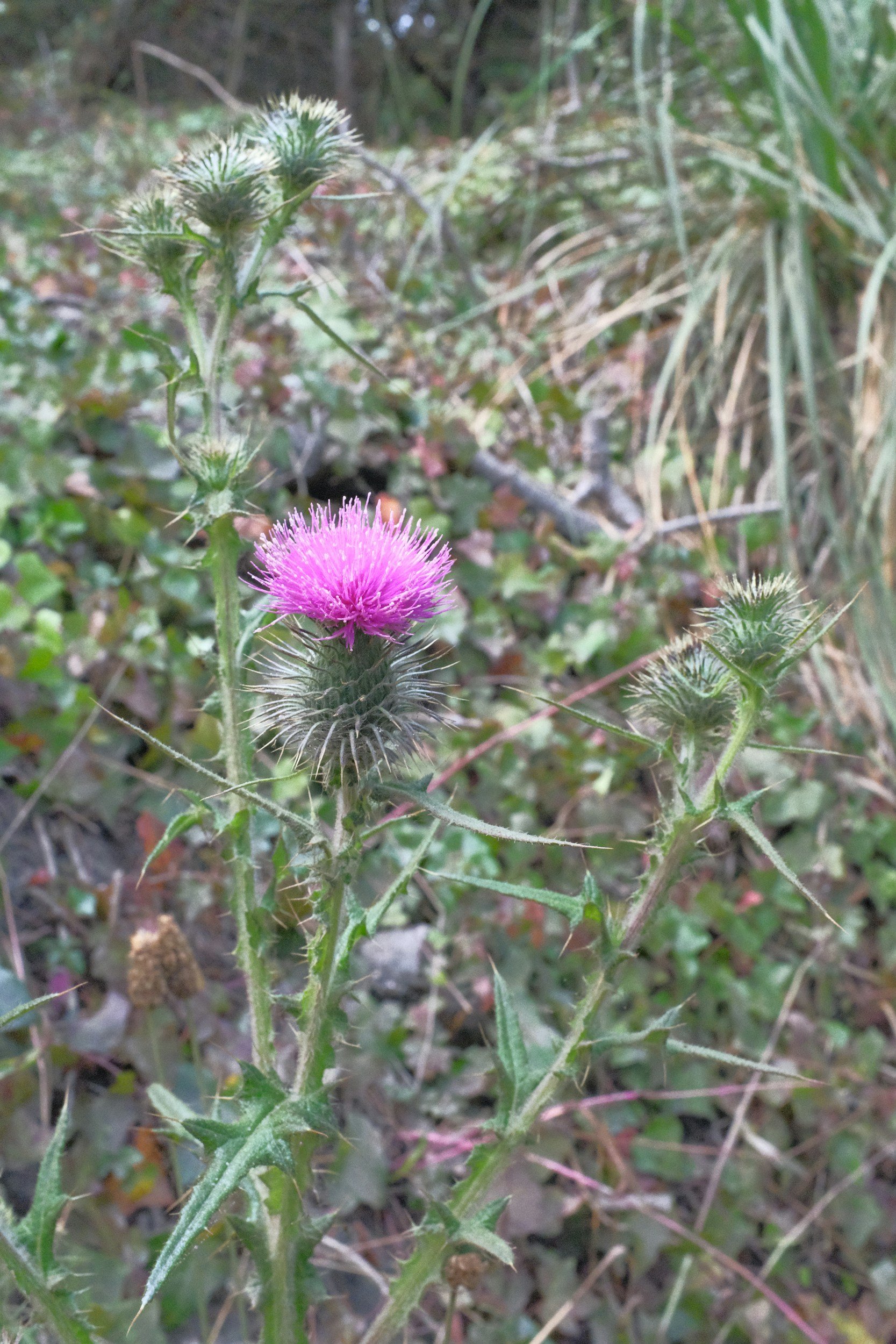 A pink thistle flower with spiny green leaves and stems in a natural outdoor setting.