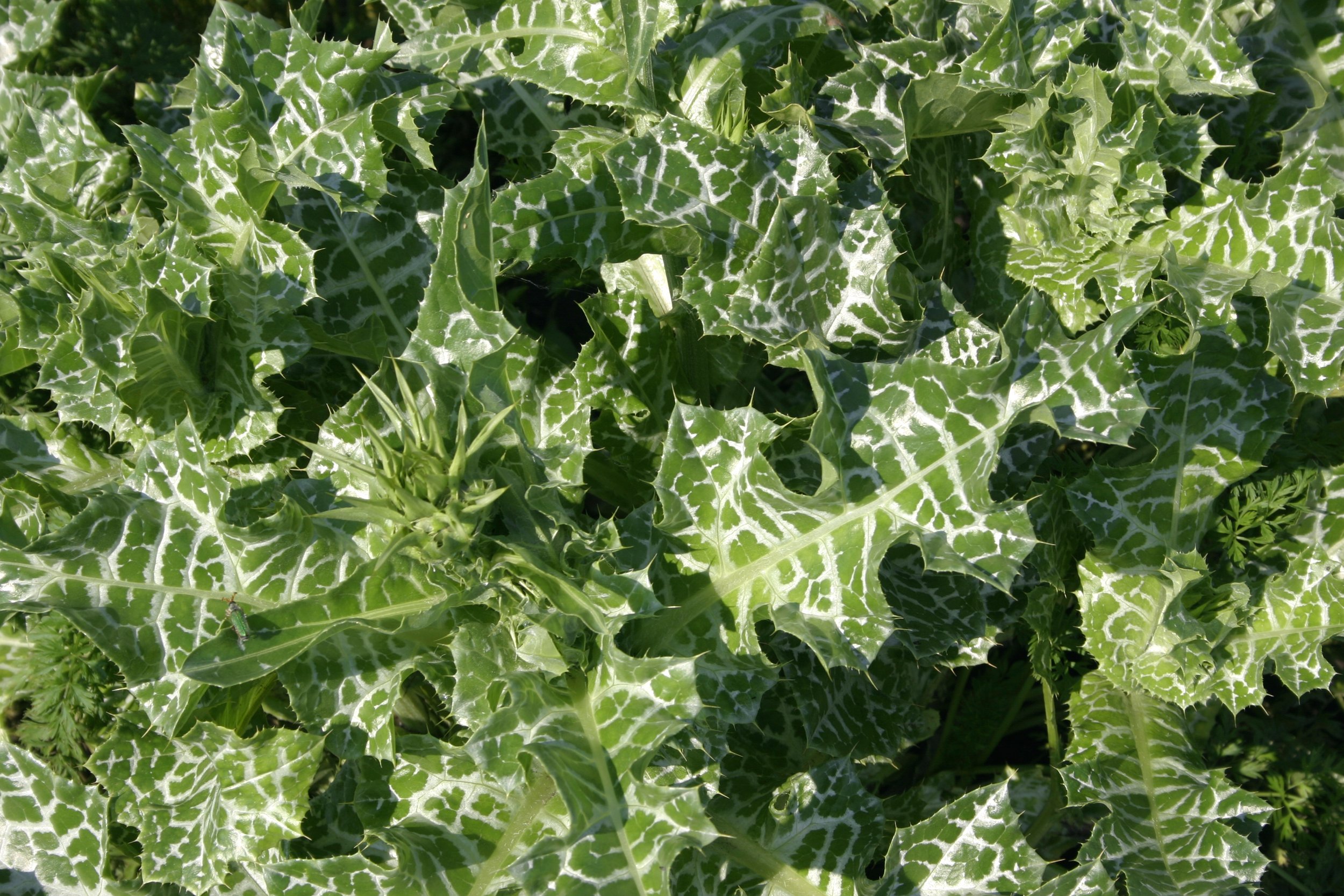 Close-up of green holly leaves with white variegation and sharp spines.