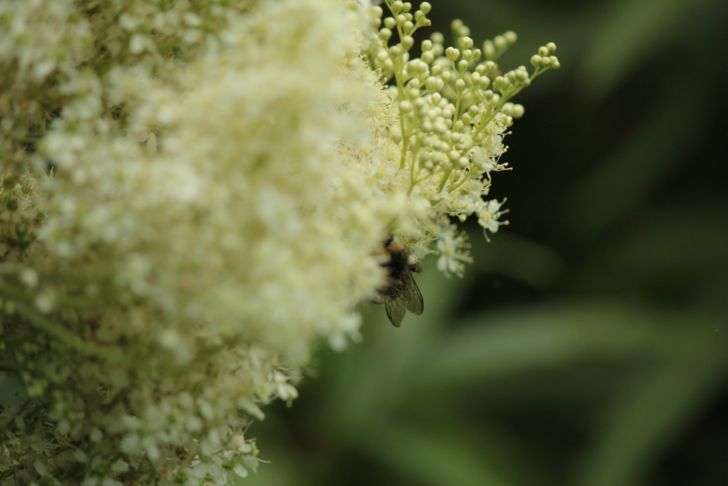 A close-up of a bee on white flowering plant with small buds and blossoms, dark green blurred background.