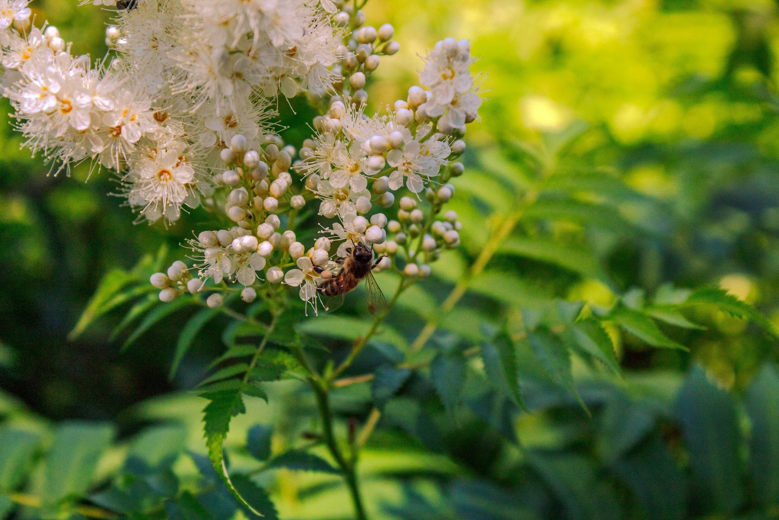 A close-up of white flowers with a bee on one of the blooms in a green foliage background