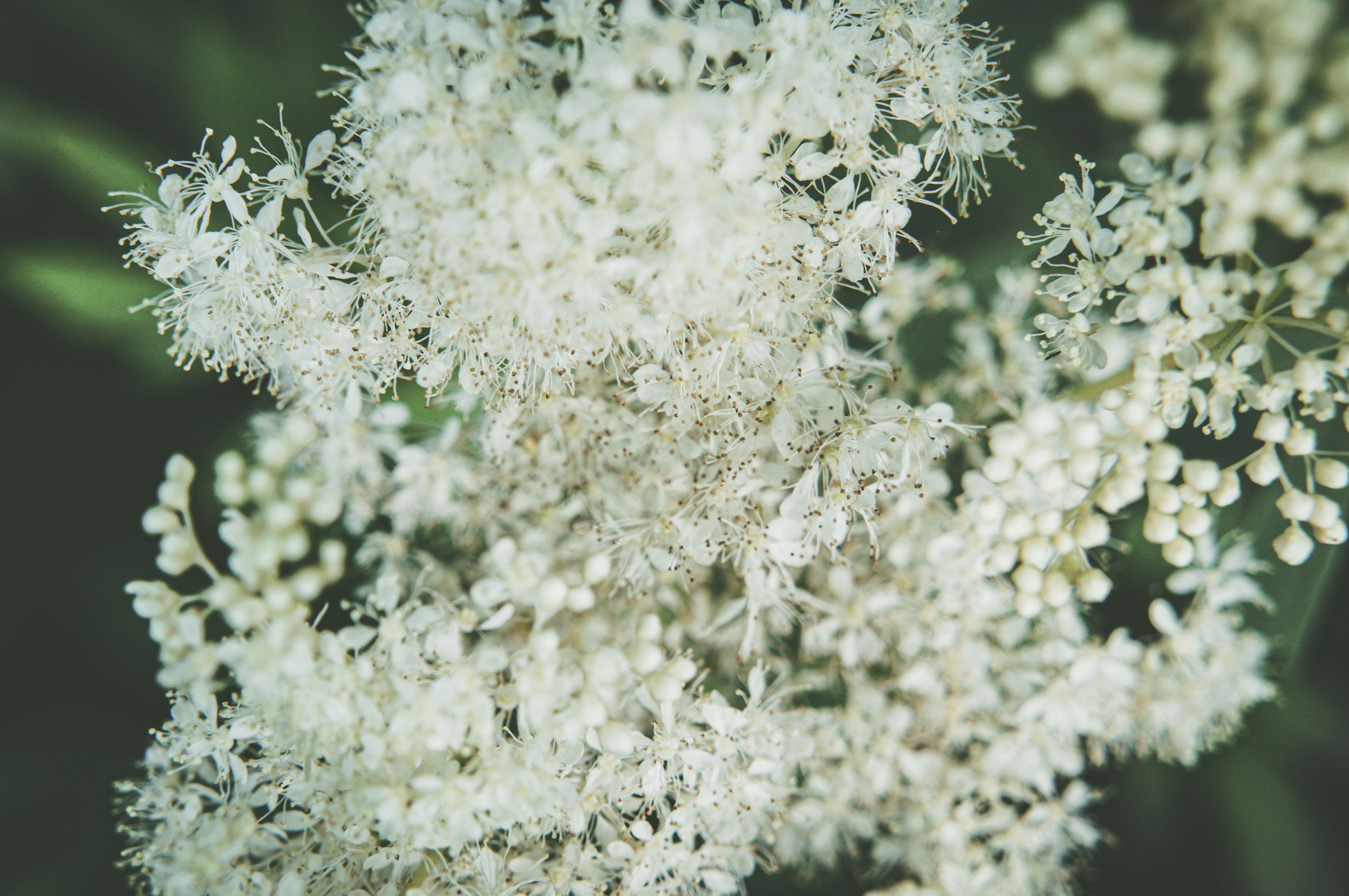 Close-up of white flowering plant with small flowers and delicate white stamens, background out of focus.