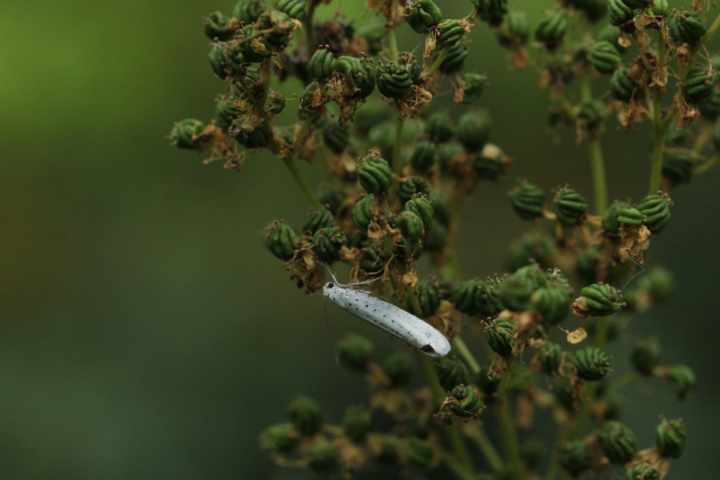 Close-up of a white pet moth on green, dried seed pods of a plant.