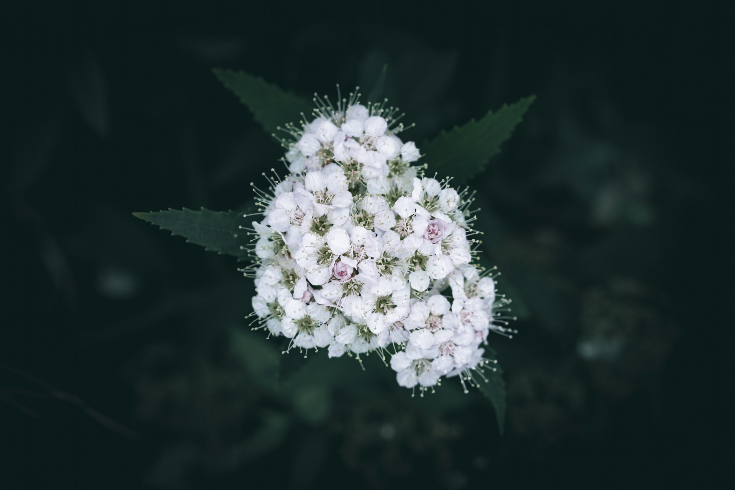 Cluster of small white and pink flowers surrounded by green leaves