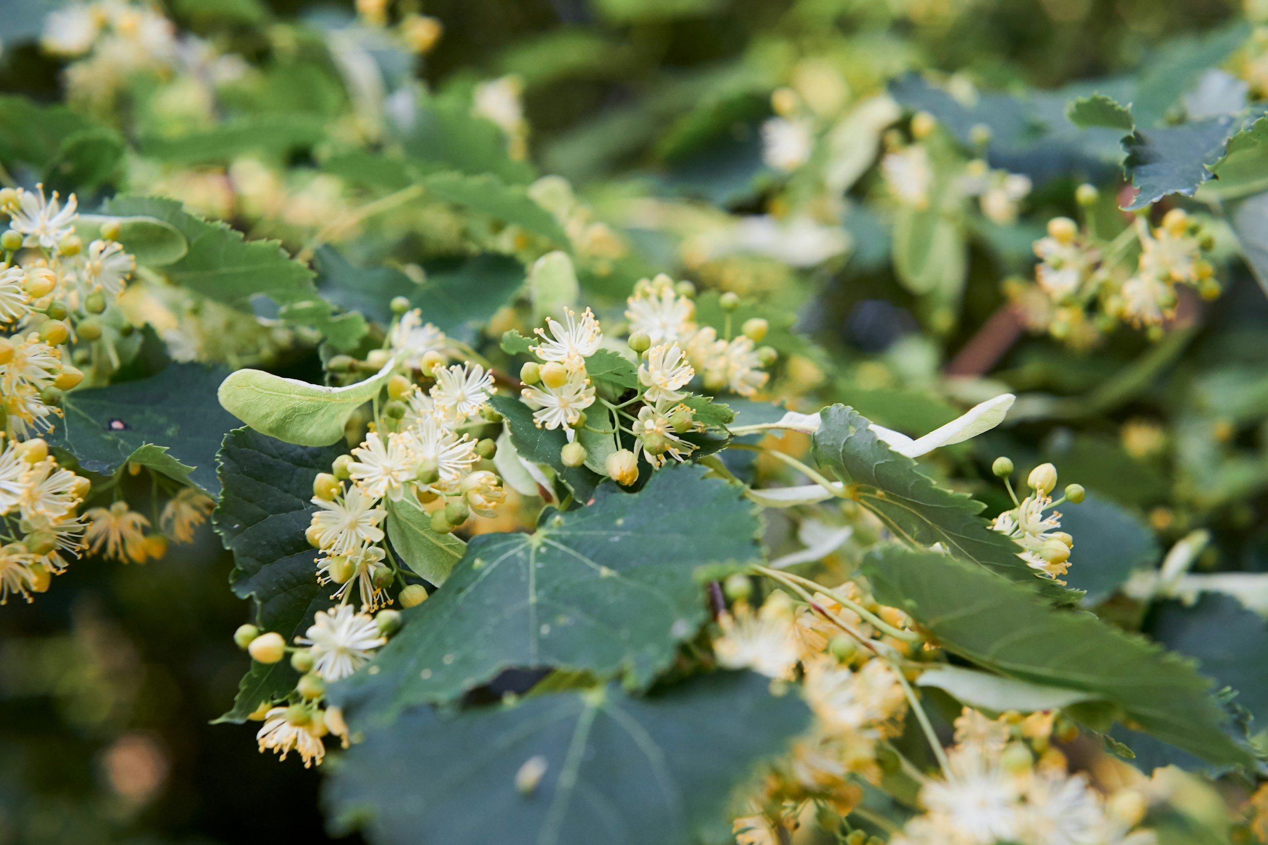 Close-up of green leaves and small yellow and white flowers on a plant.