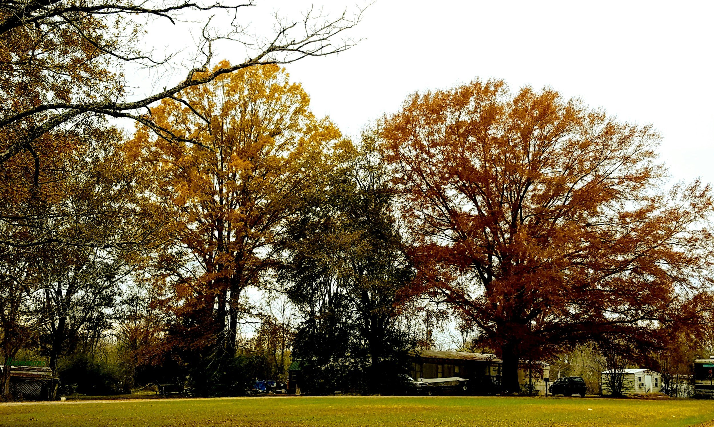Autumn trees with yellow and orange leaves, parked vehicles, and buildings under a mostly overcast sky.