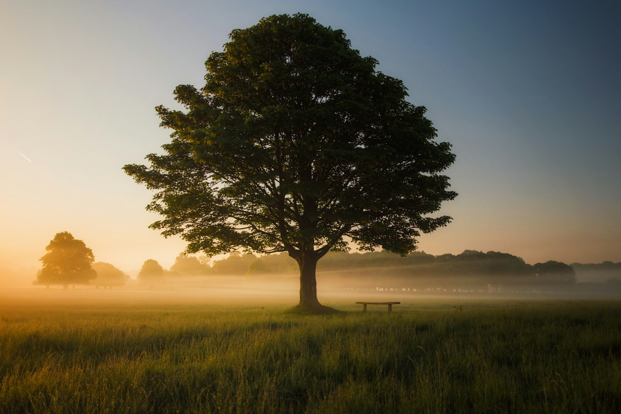 A large tree in a grassy field at sunrise with a bench nearby and mist in the background.