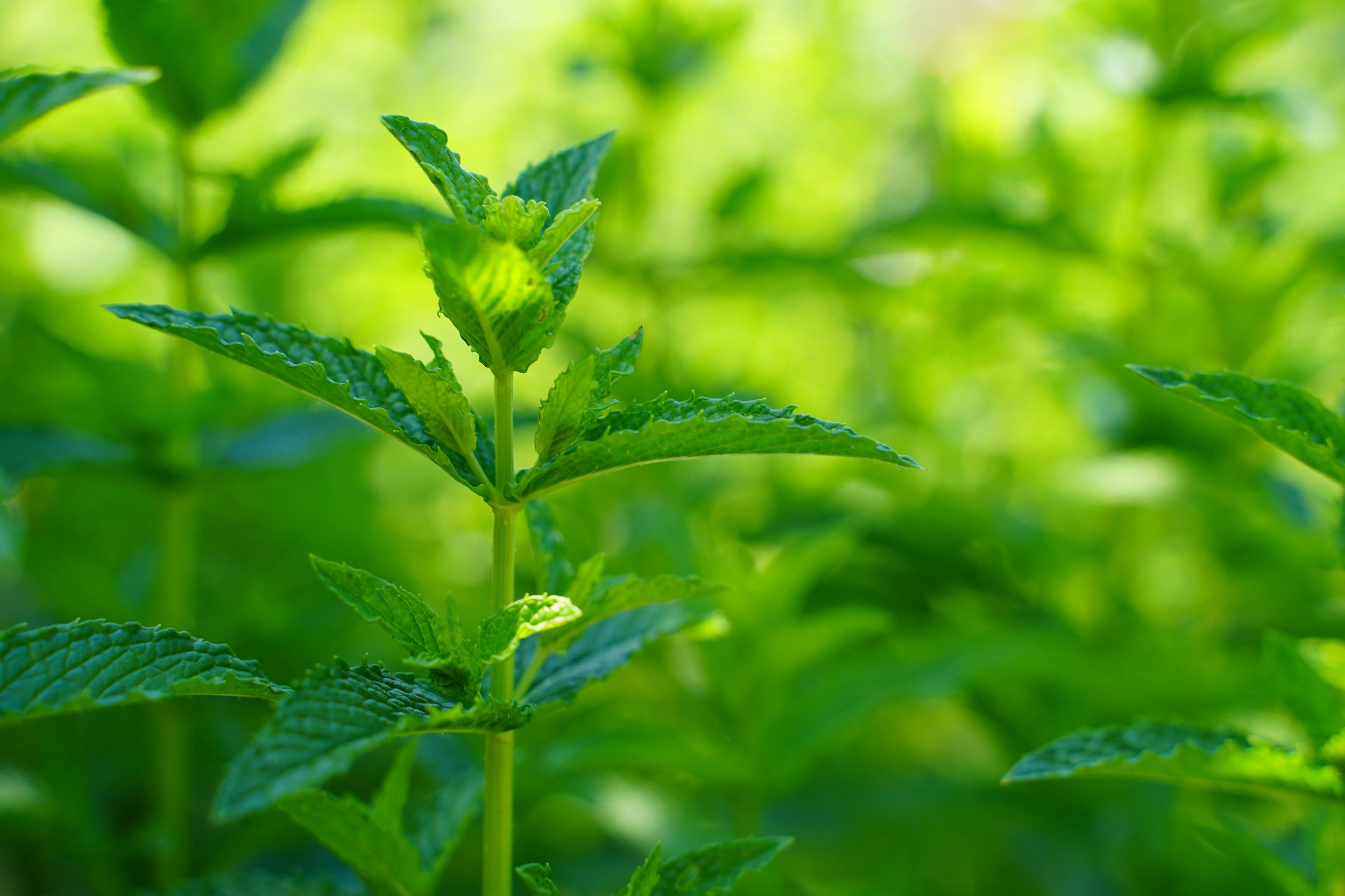 Close-up of fresh green mint leaves growing on a plant in a garden.