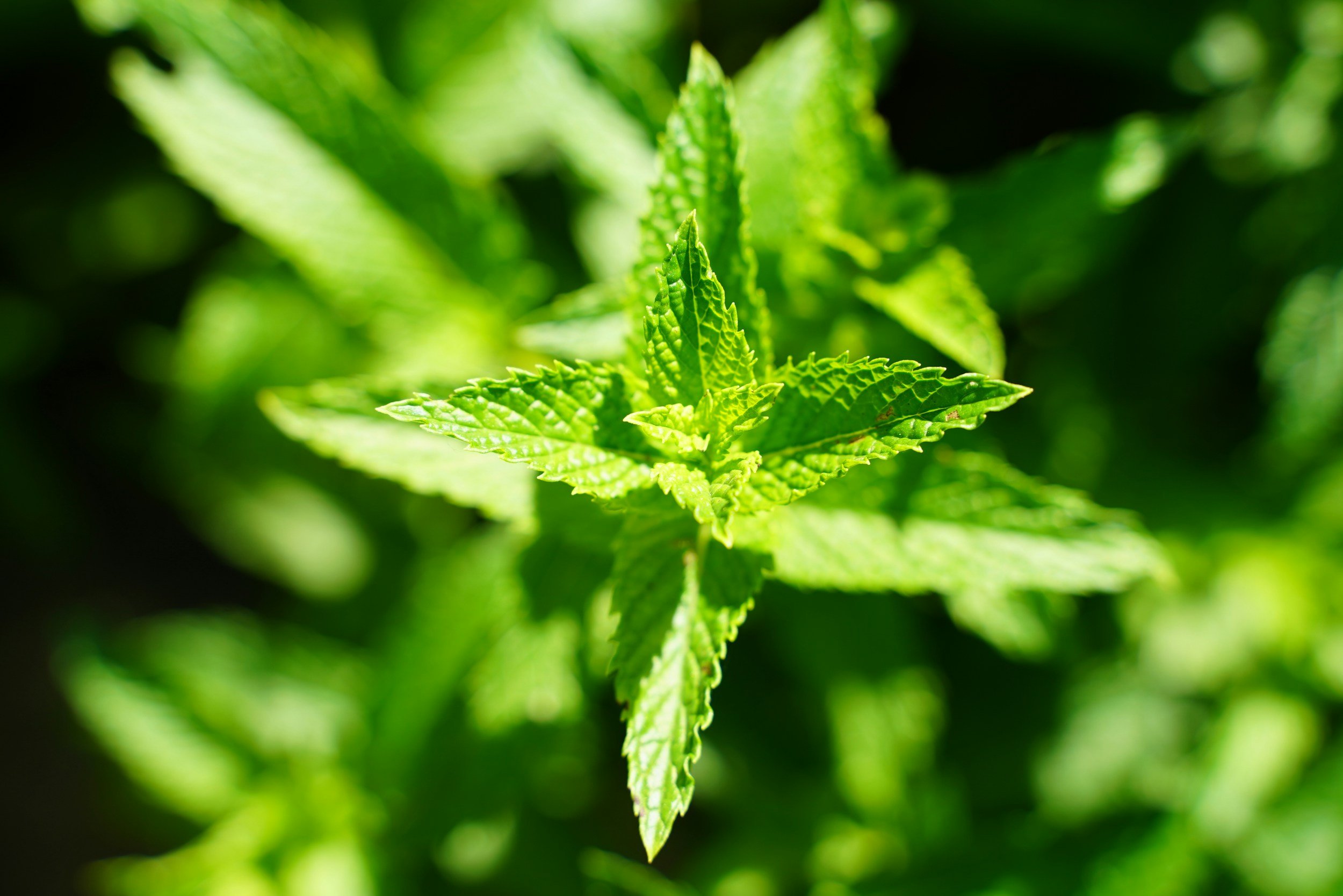 Close-up of fresh green mint leaves in sunlight.