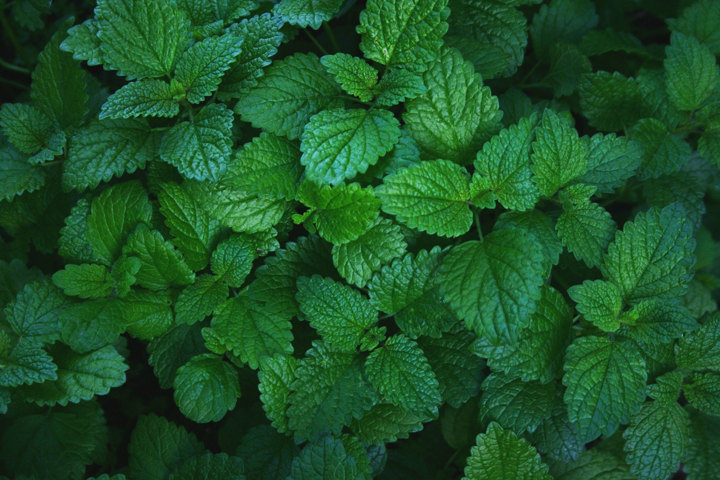 Close-up of green mint leaves with textured serrated edges.