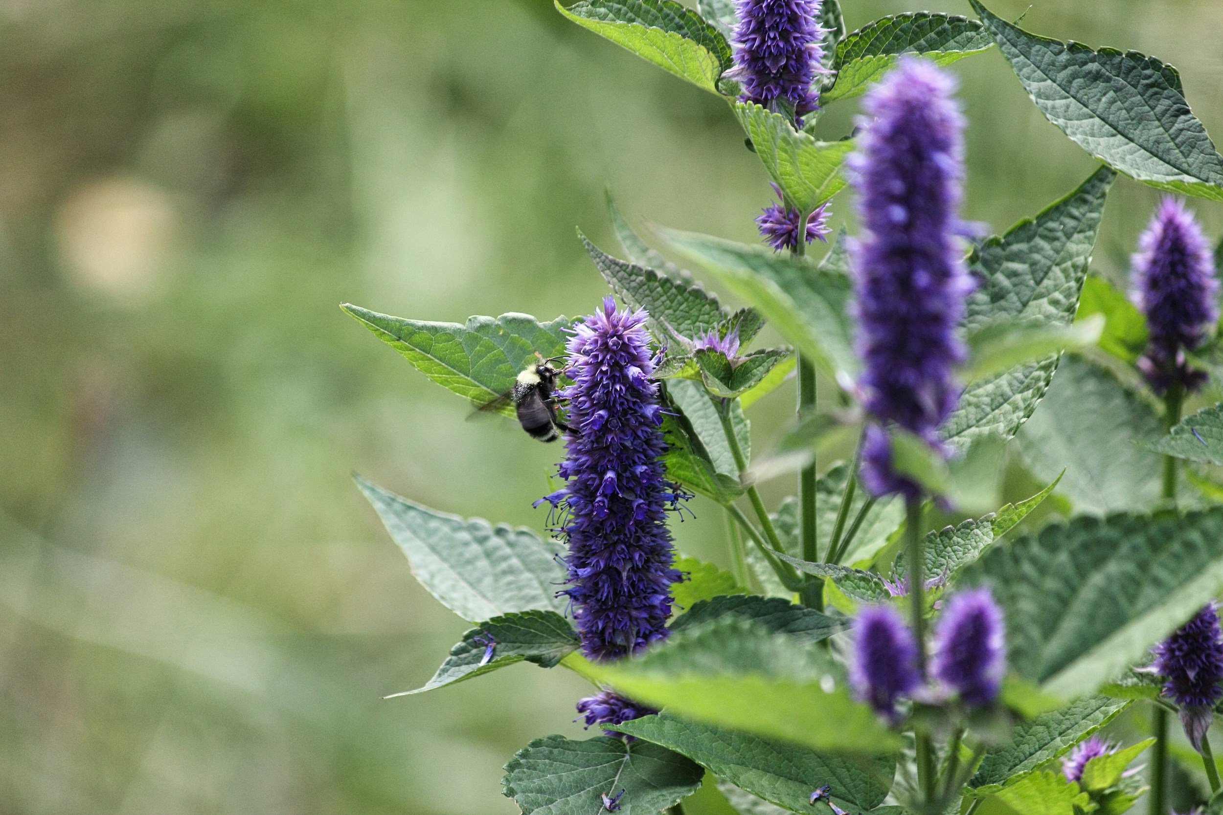 Purple flowering plant with green leaves and a bee collecting nectar from one of the flowers.