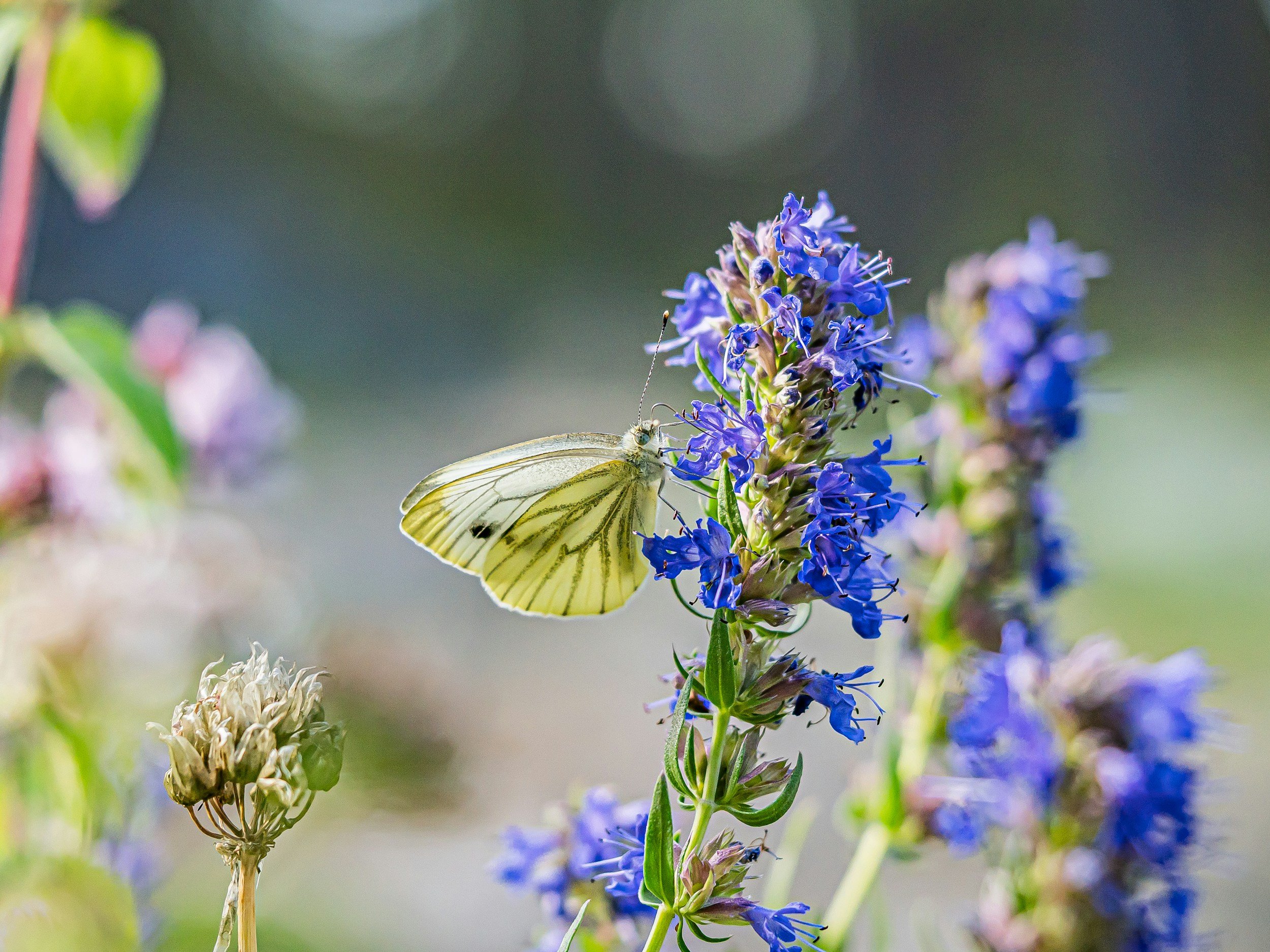 A yellow butterfly with black markings on a blue flower, with blurred purple and green background.