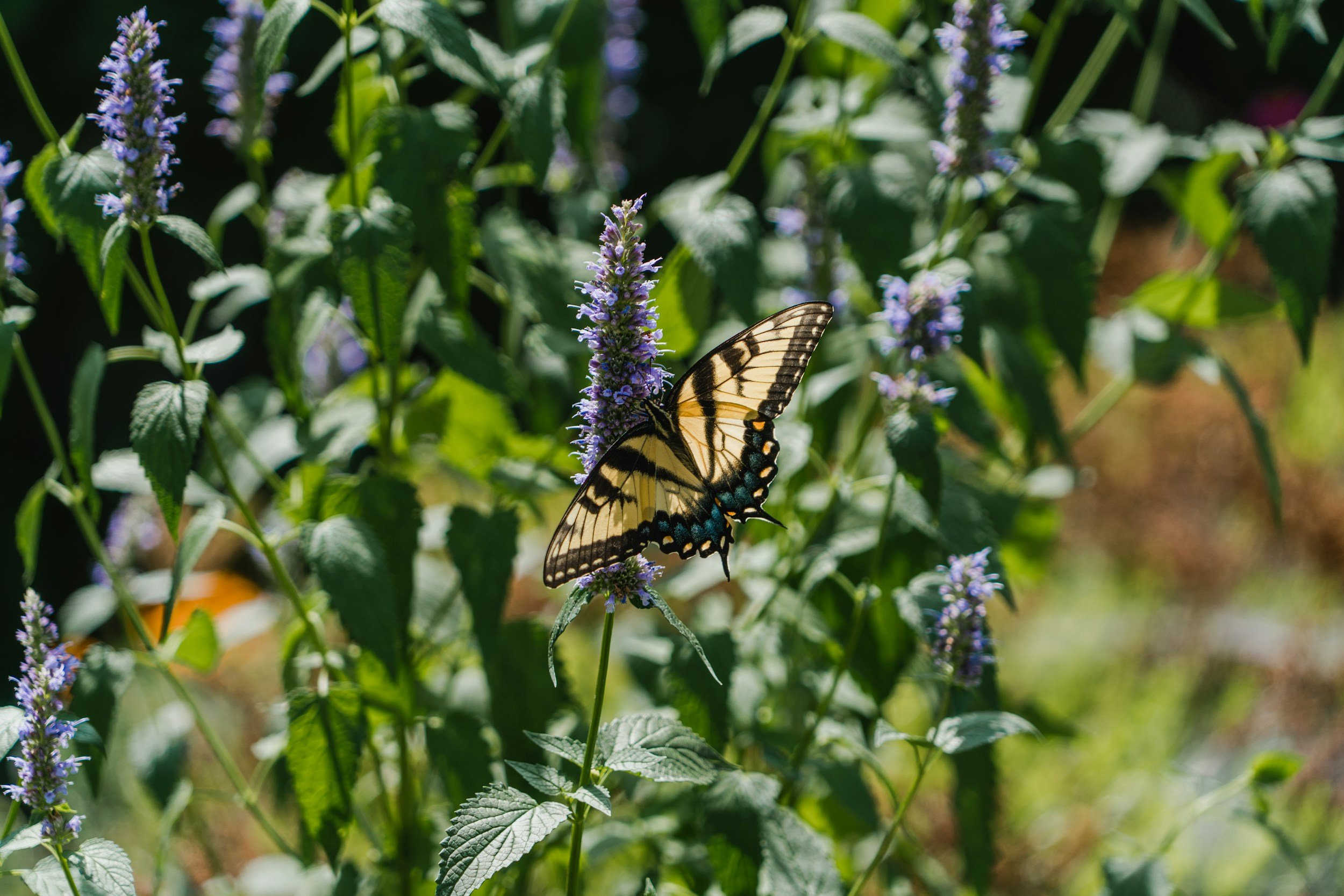 A butterfly perched on a purple flower amidst green foliage.
