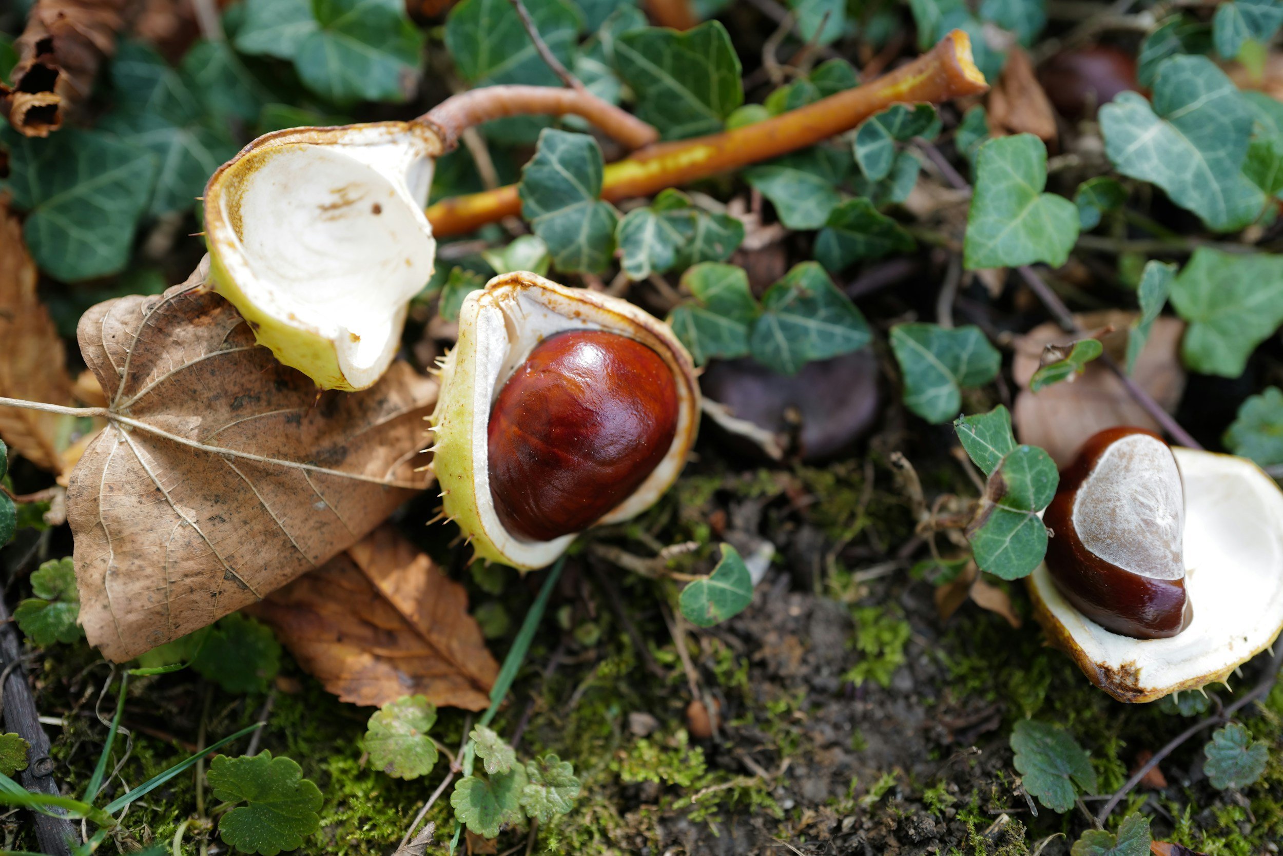 Open chestnut shells with chestnuts inside on the ground among fallen leaves and green ivy.