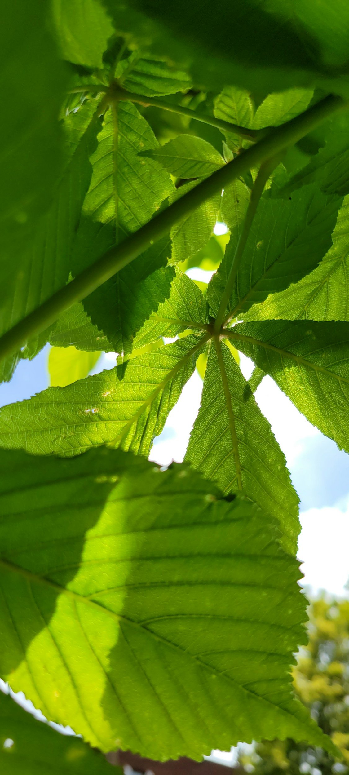 Close-up view of green leaves from a tree viewed from below, with sunlight filtering through