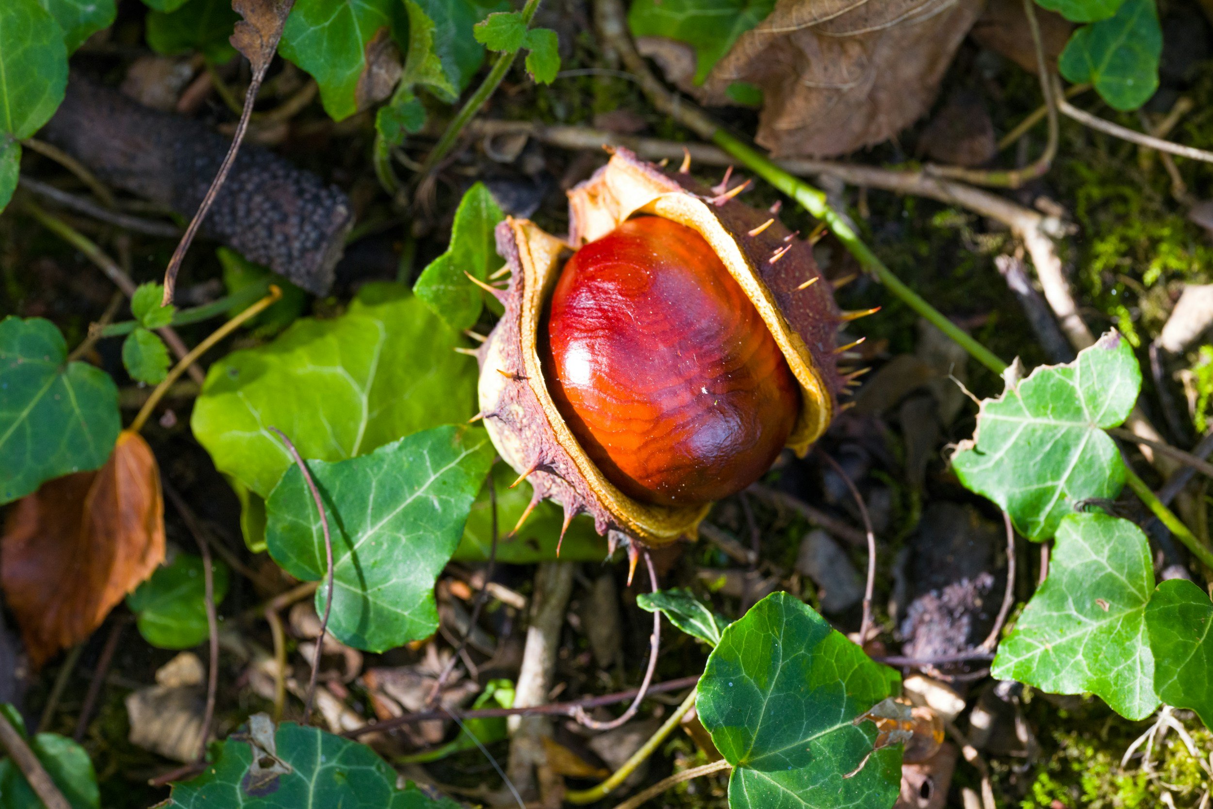 A chestnut partially inside its spiny shell on the forest floor among green ivy leaves and twigs.